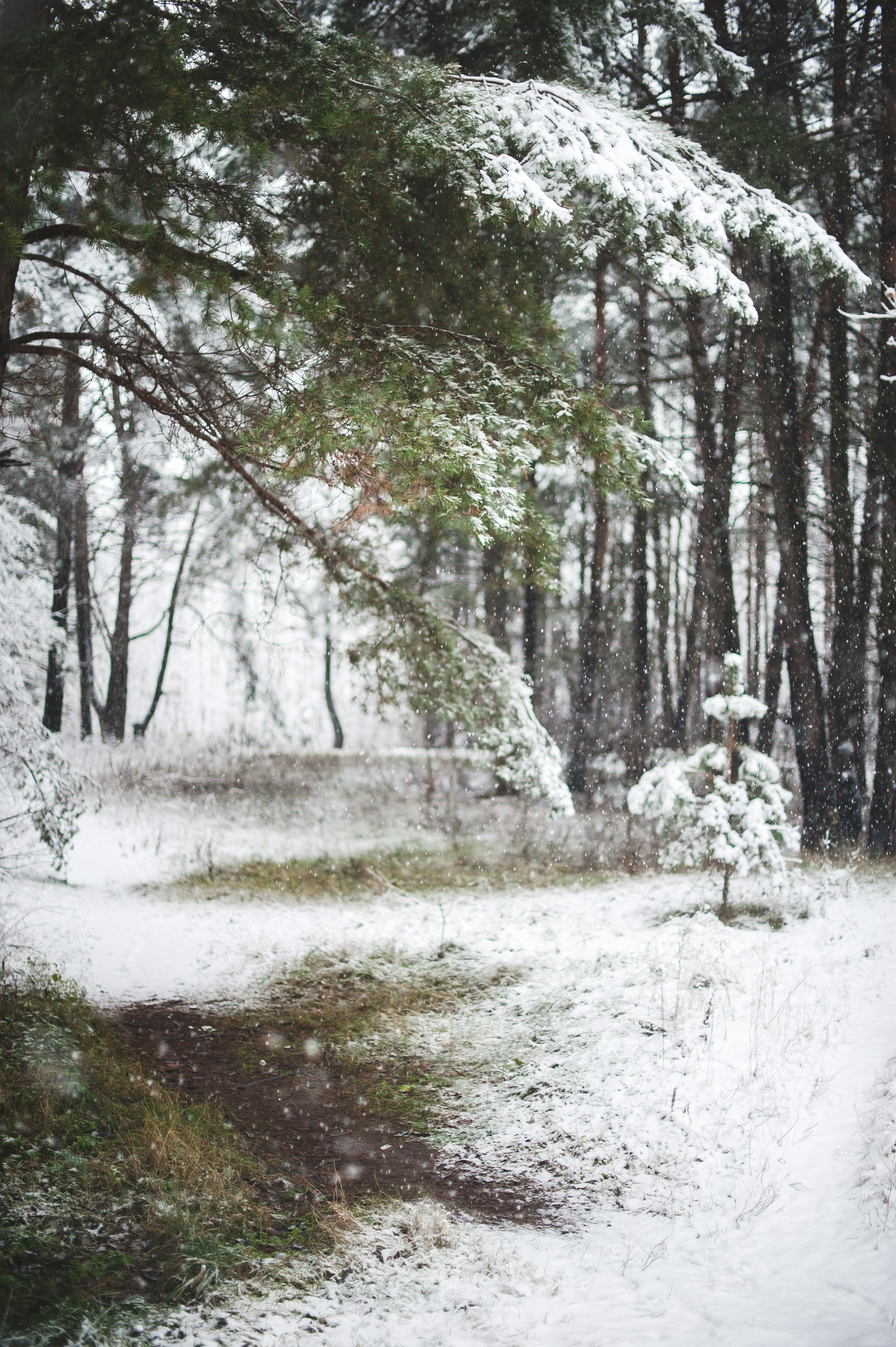 Snowy Pine Forest Path