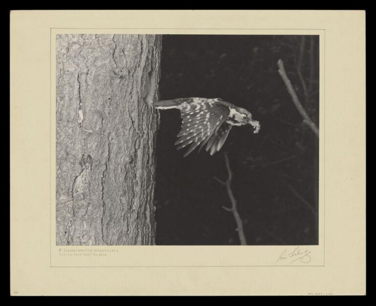 Lesser-spotted Woodpecker Leaving Nest Hole