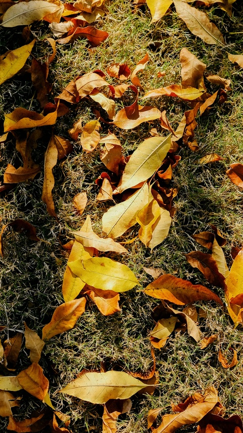 Fallen Autumn Leaves on Grass