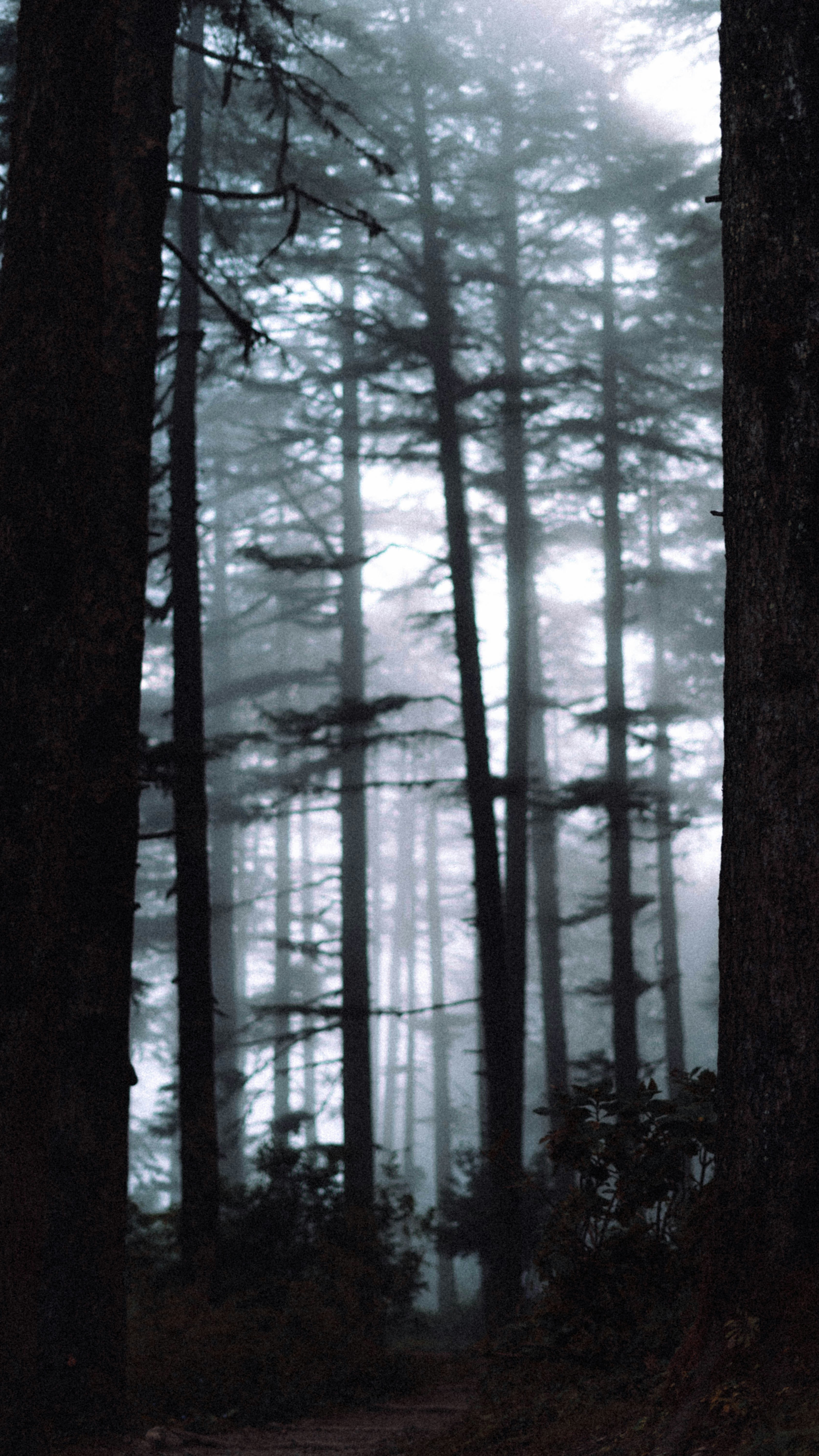 Foggy Dense Forest Path