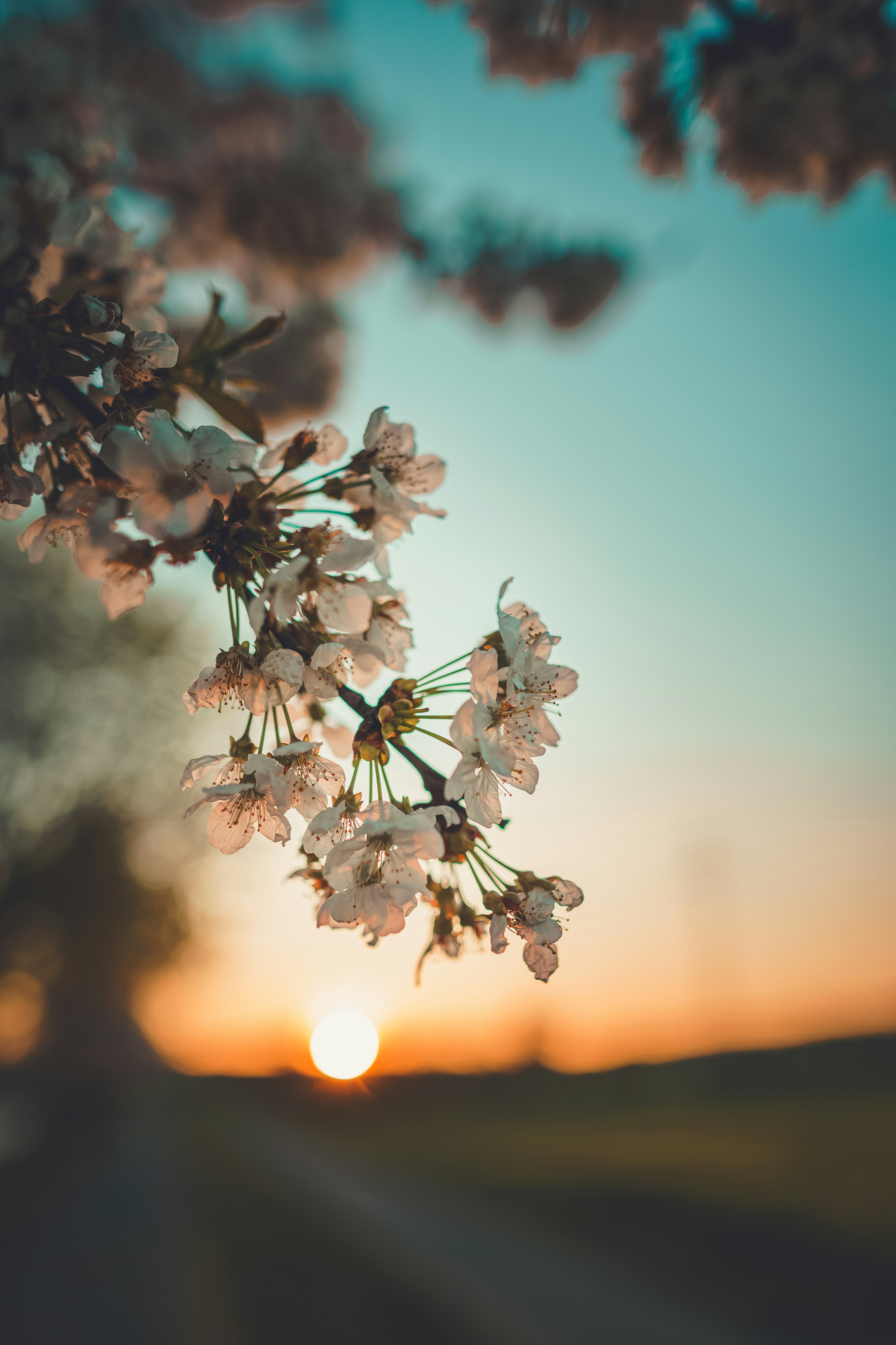 Cherry Blossoms at Sunset