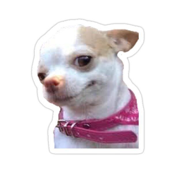 Smirking Chihuahua Meme Sticker