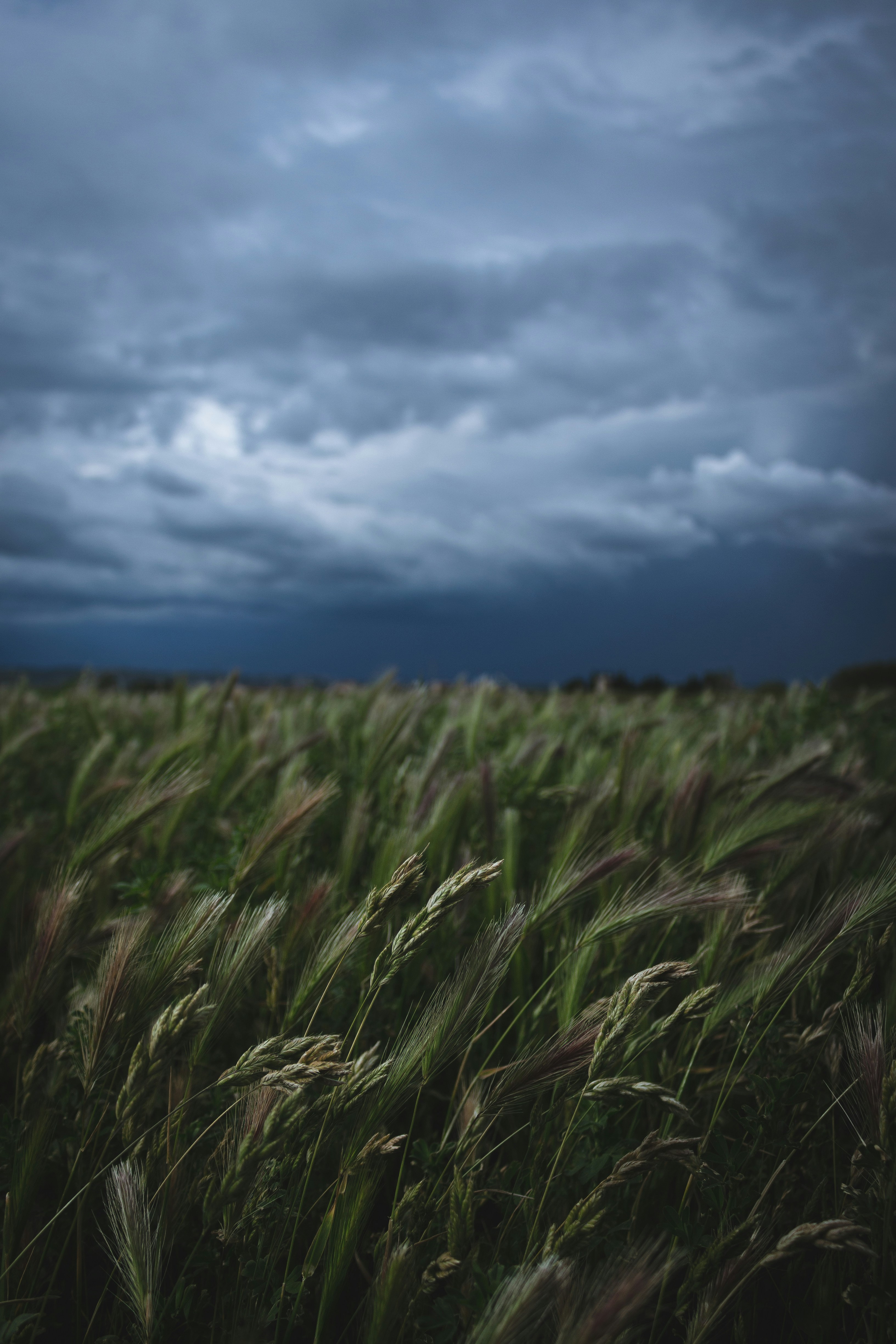 Storm Clouds Over Wheat Field