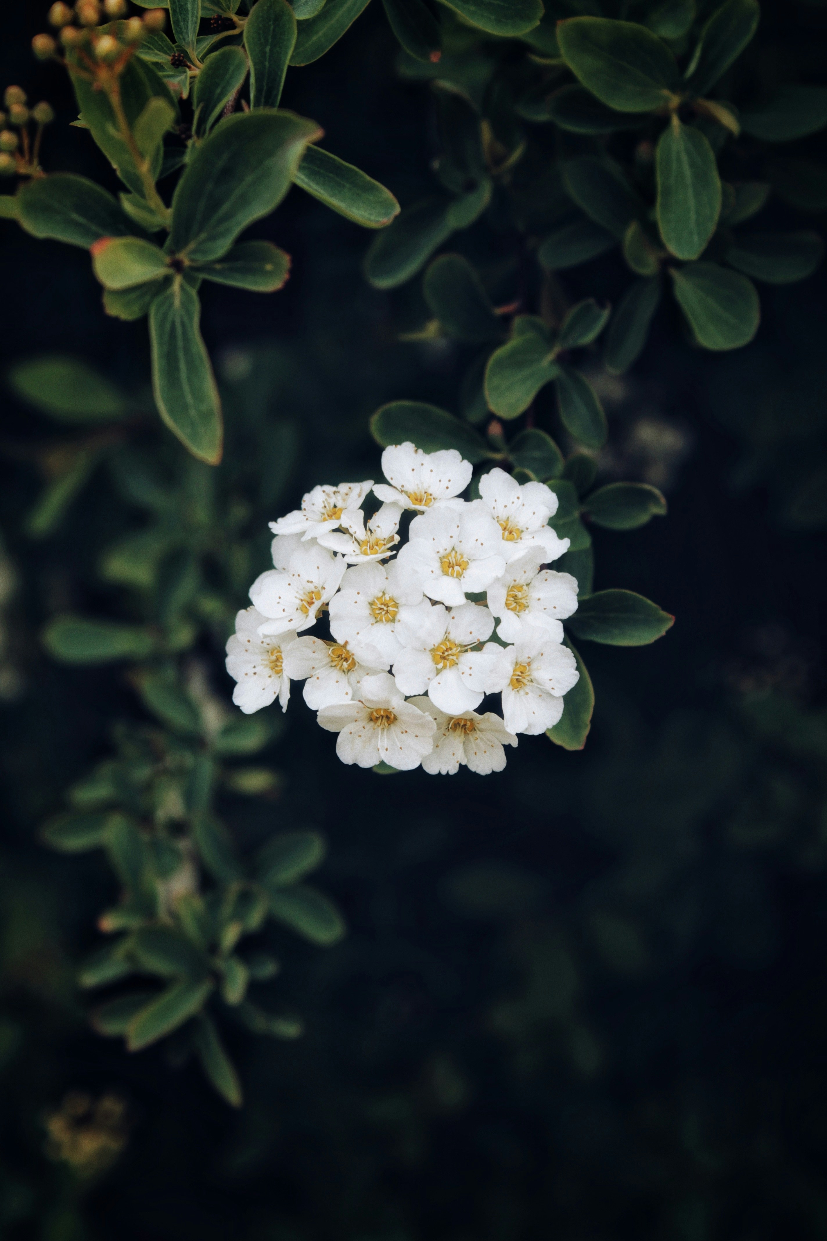 White Flower Cluster Among Green Leaves