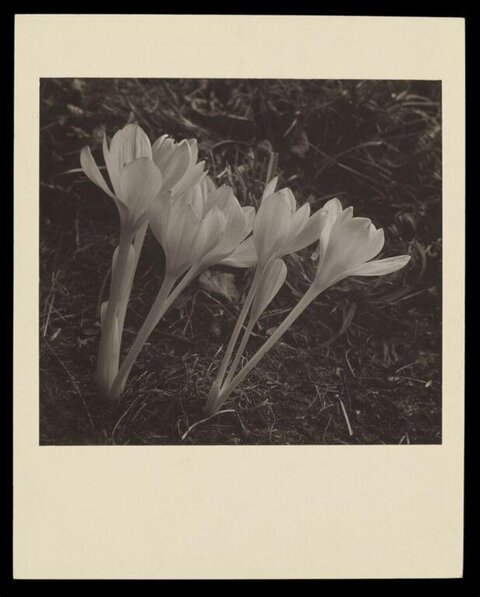 Monochrome Close Up of Crocus Flowers