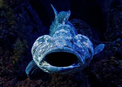 Spotted Grouper Underwater