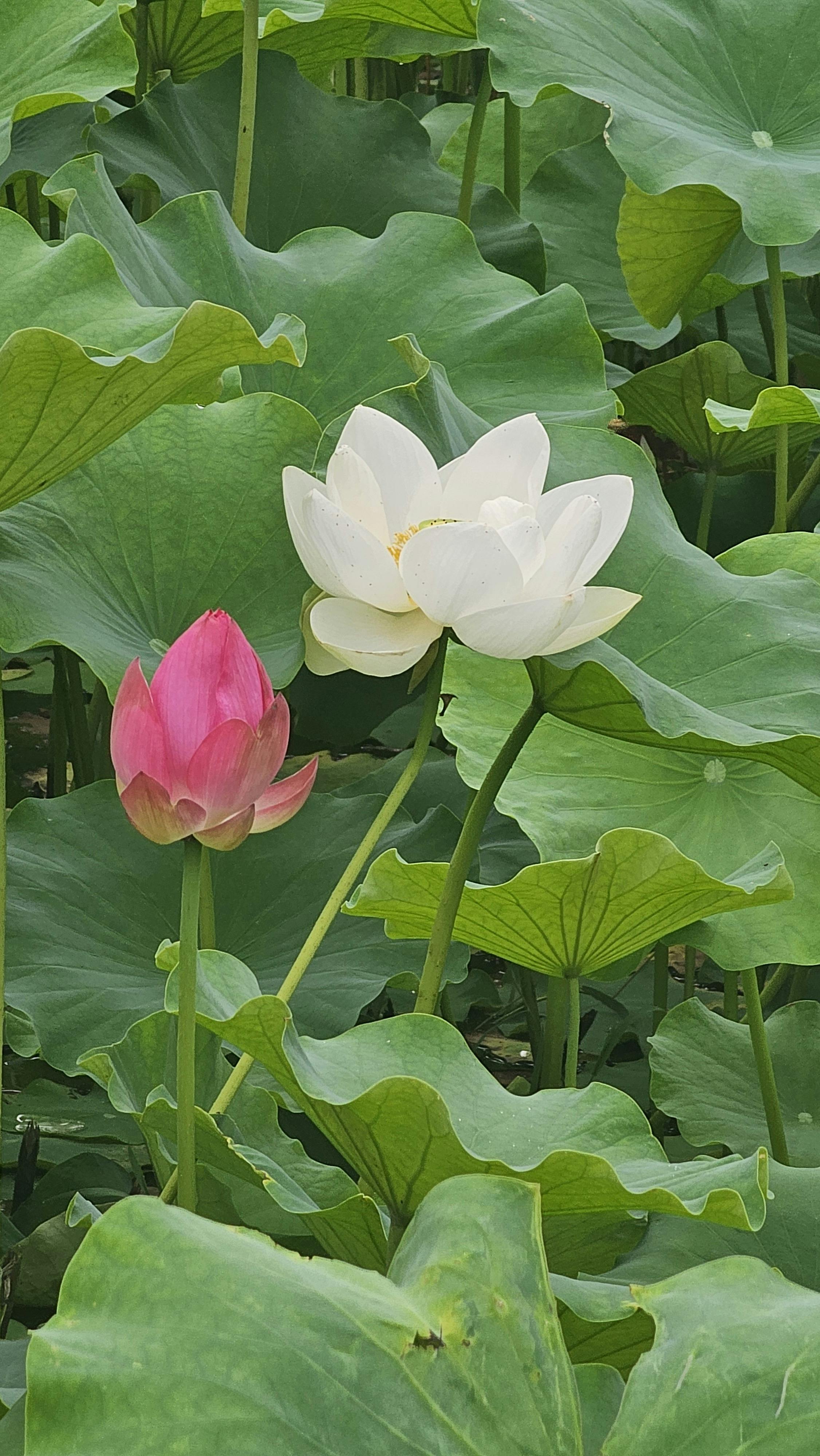 Two Lotus Flowers Among Green Leaves