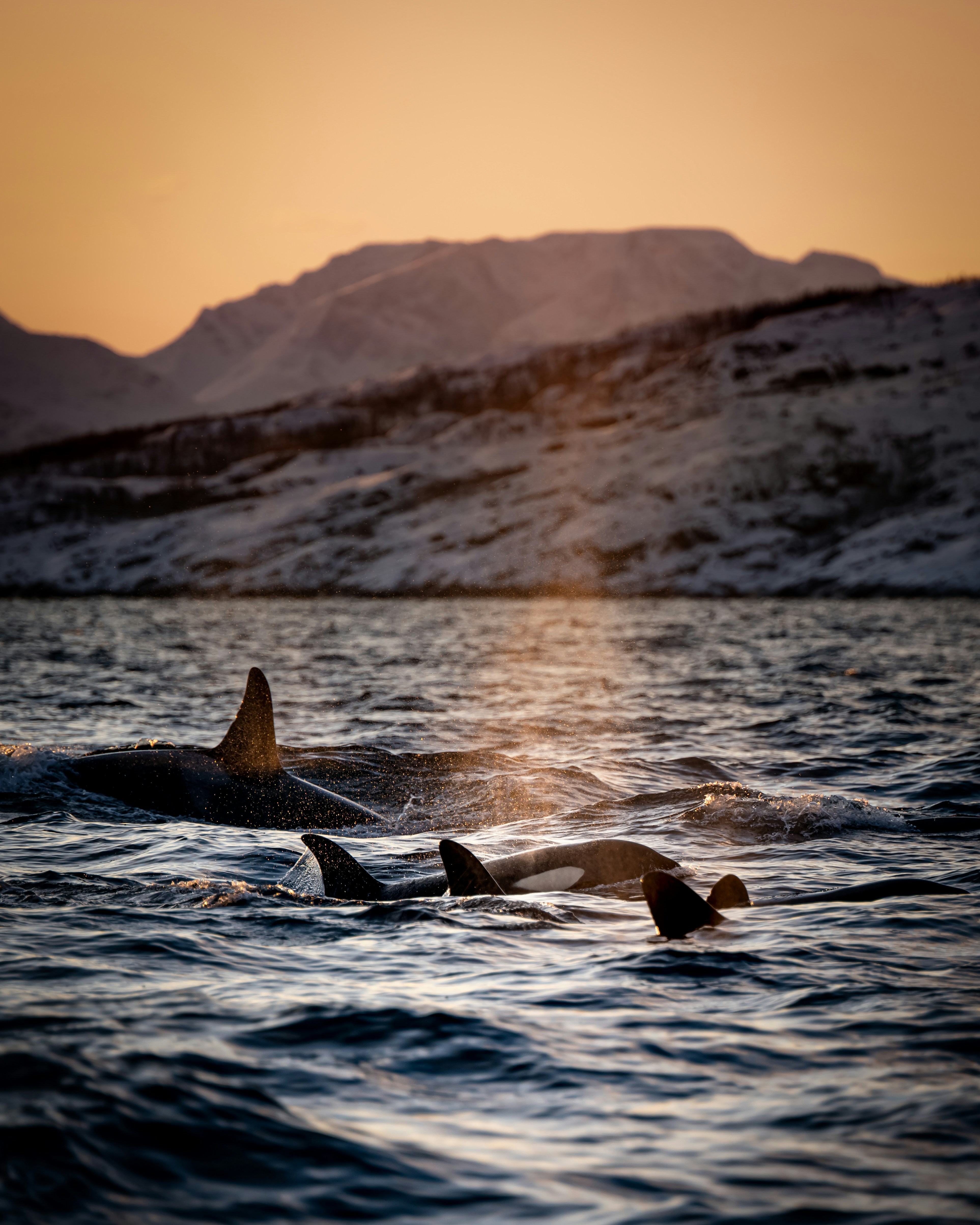 Orca Pod Near Snowy Coast at Sunset