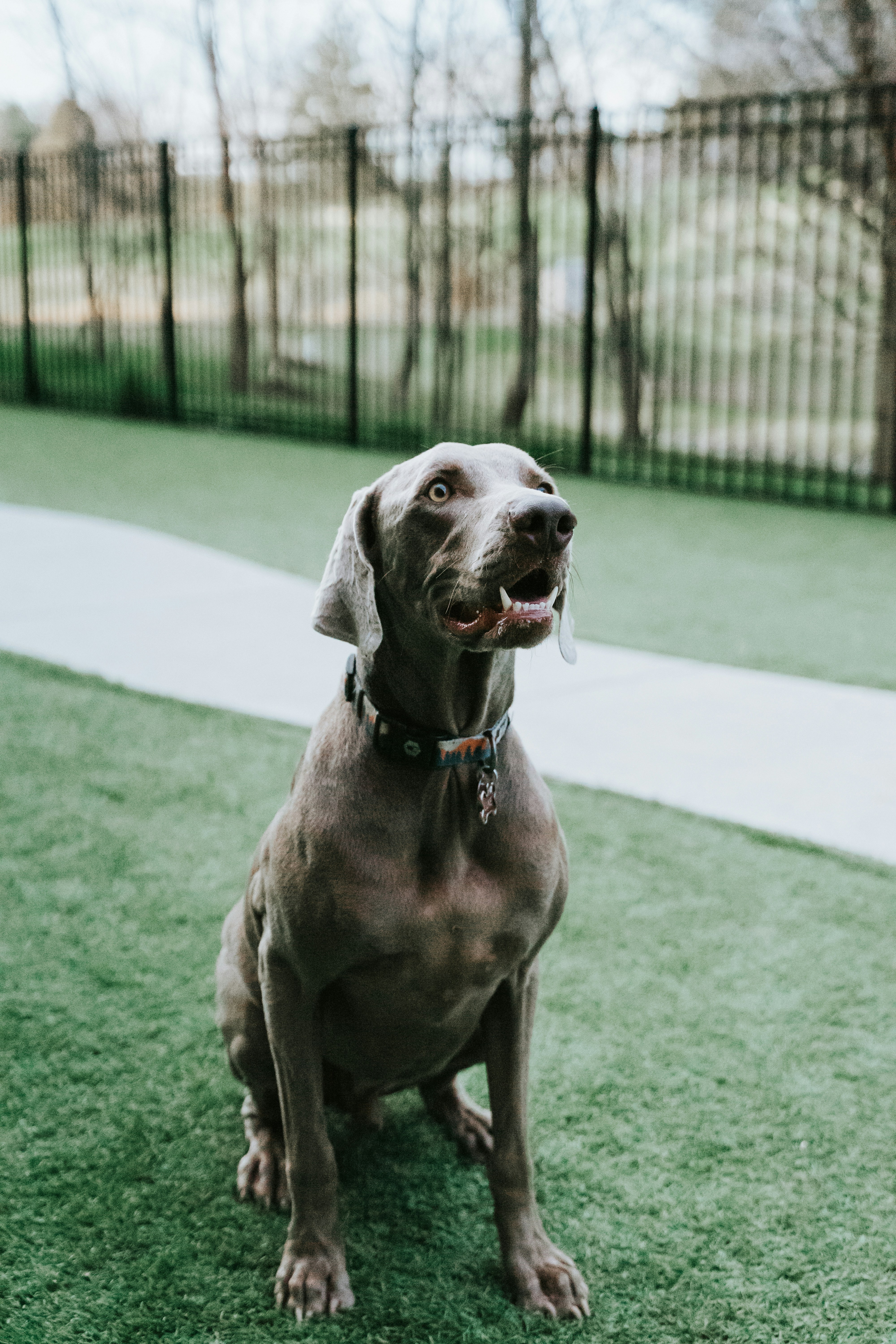 Weimaraner Dog on Artificial Turf