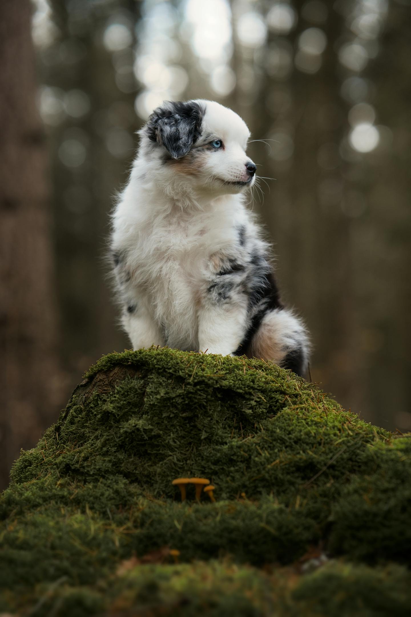Blue Eyed Merle Puppy in Forest