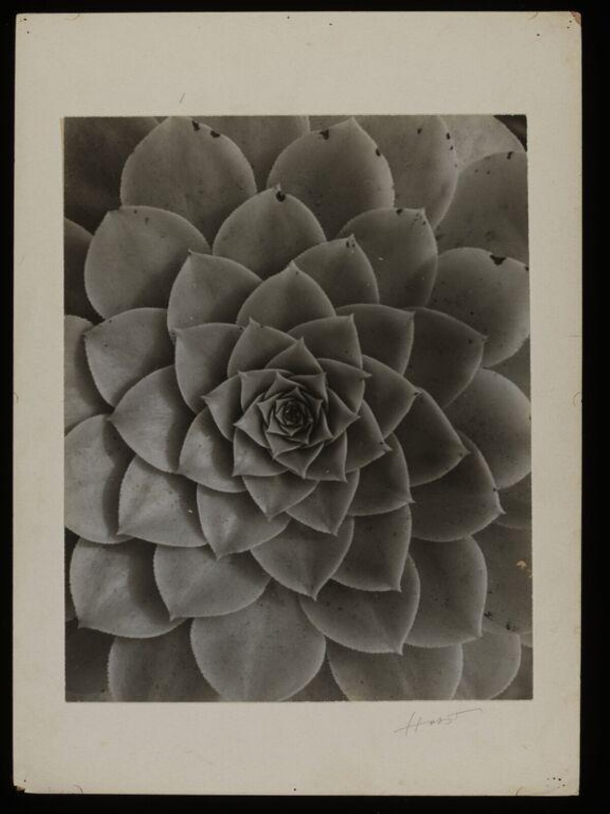 Black and White Succulent Close-up