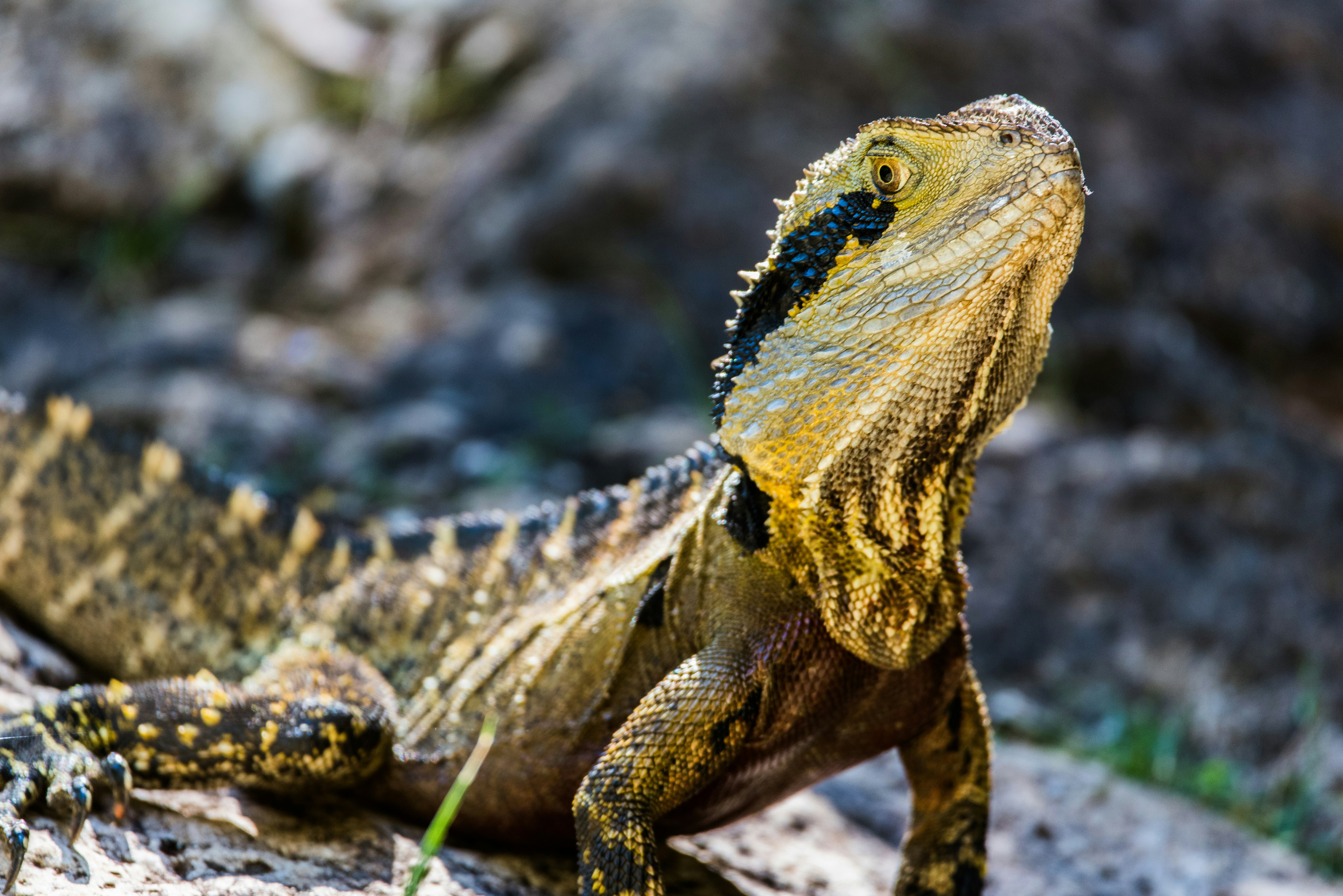 Water Dragon Basking on Rock