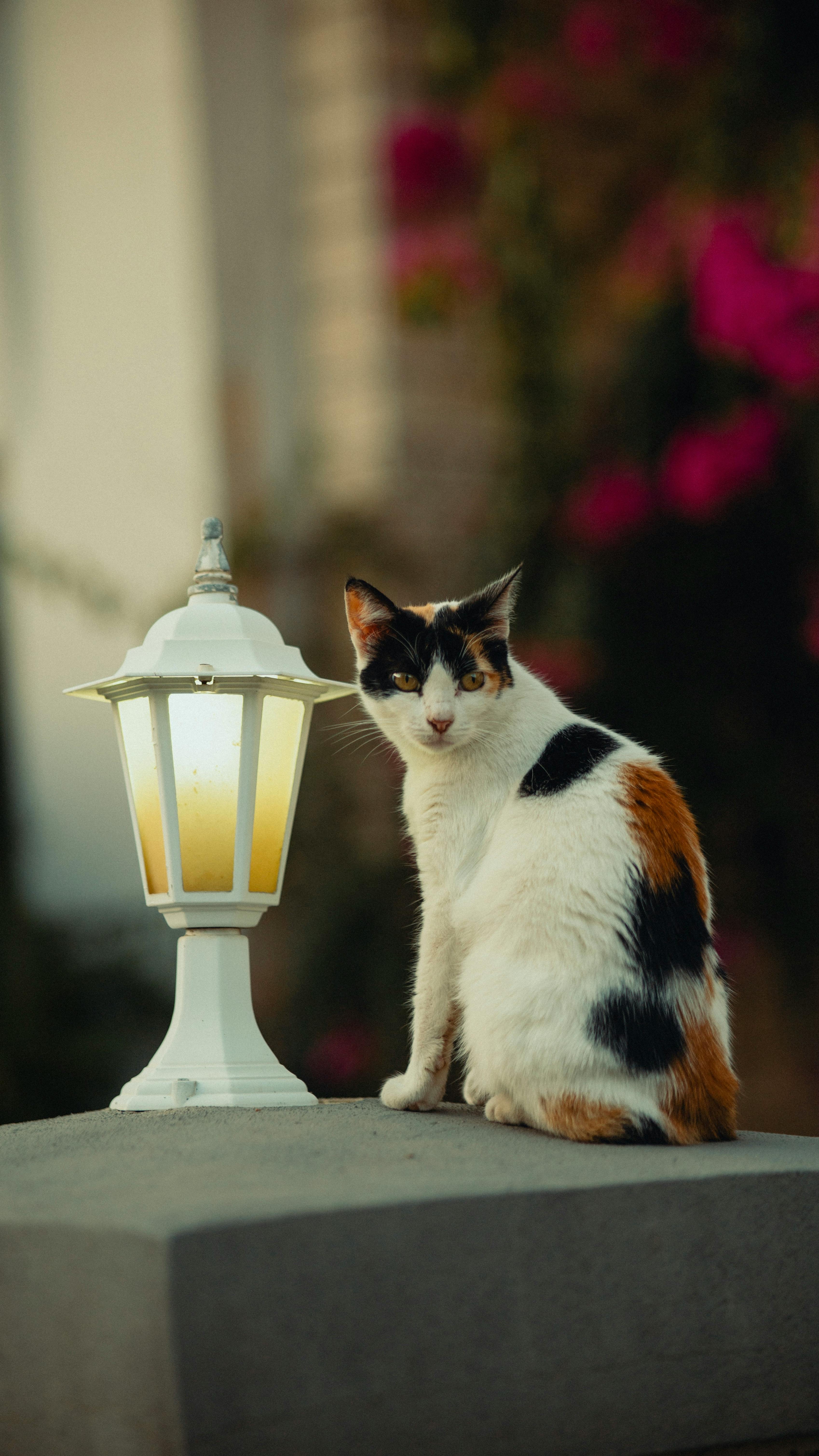 Calico Cat Beside Outdoor Lamp