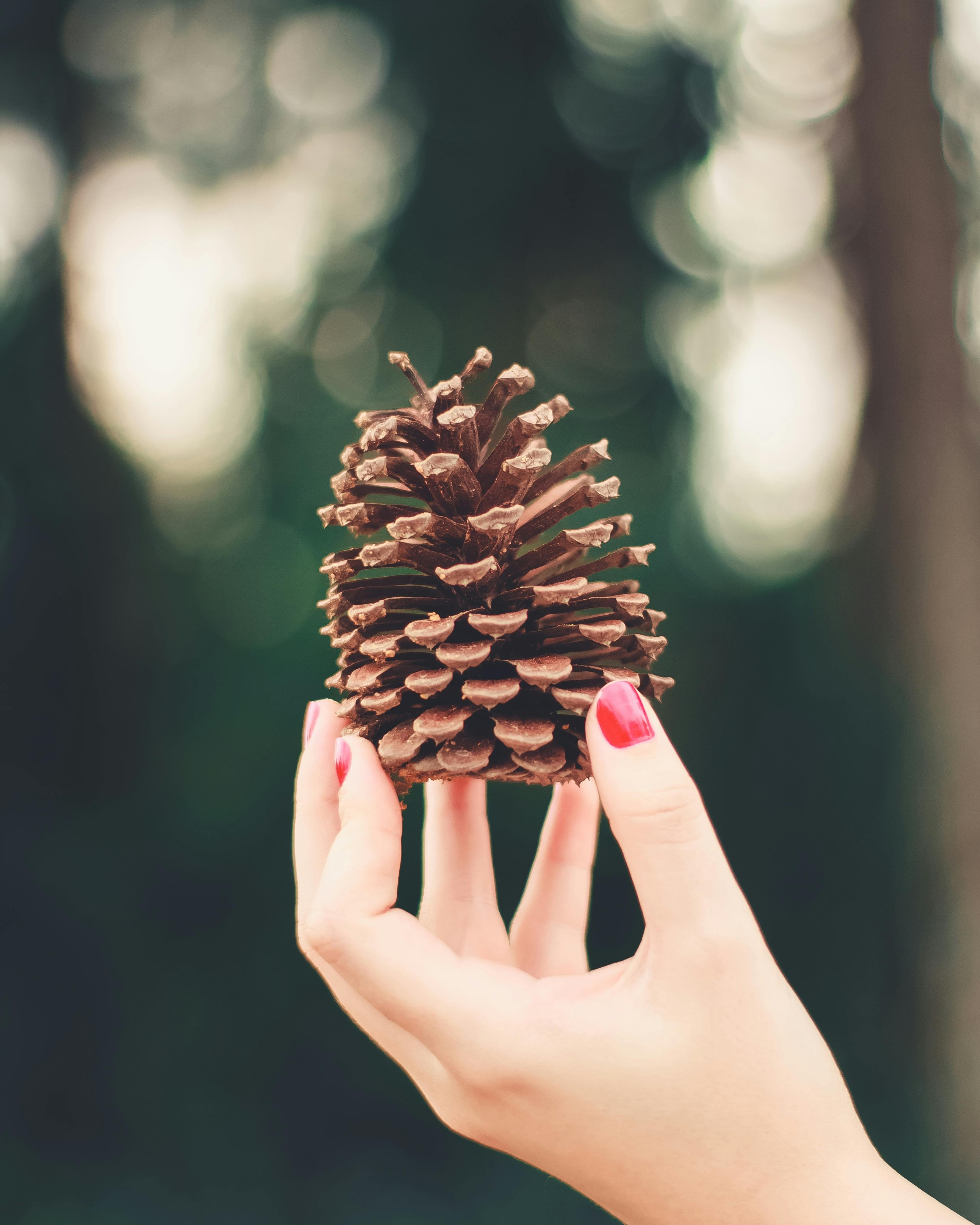 Hand Holding a Pine Cone
