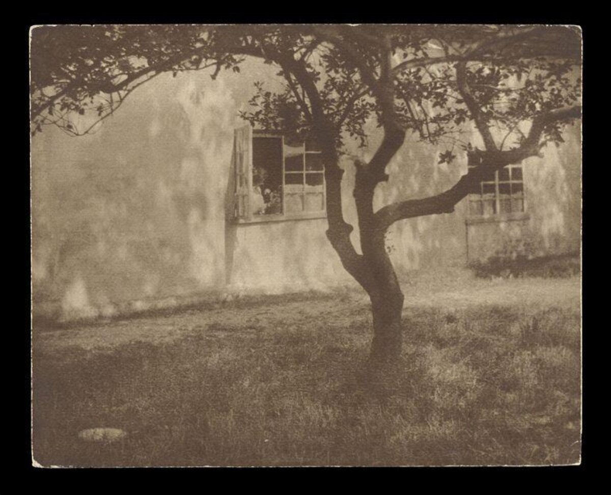Vintage Tree by Old House