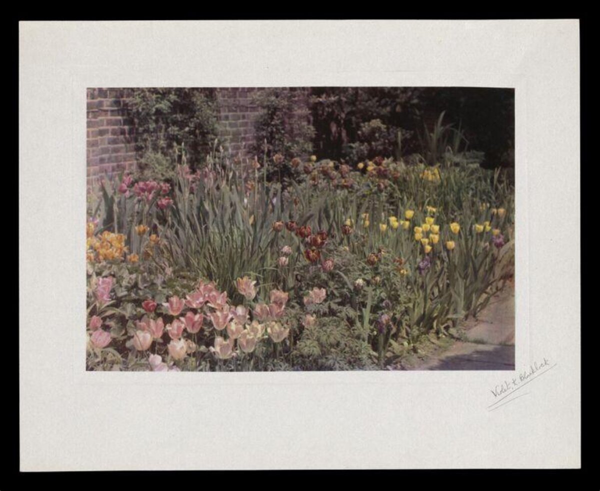 Colorful Mixed Tulip Garden