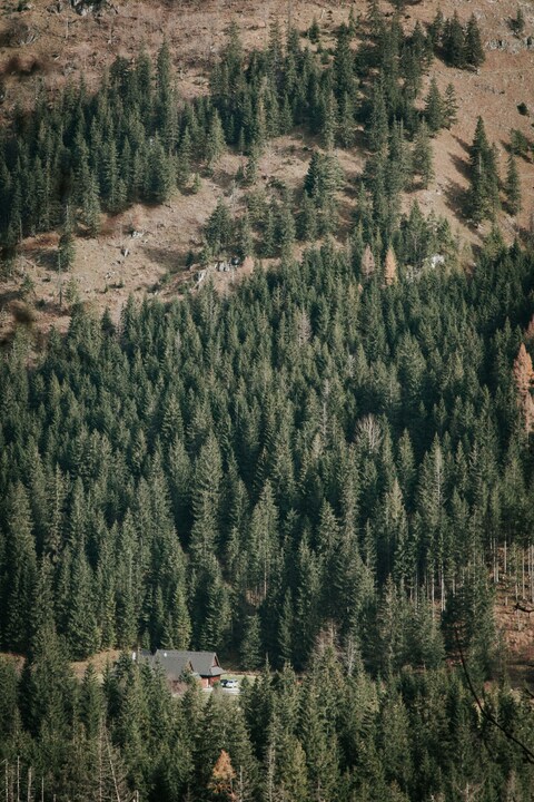 Cabin on Forested Mountain Slope