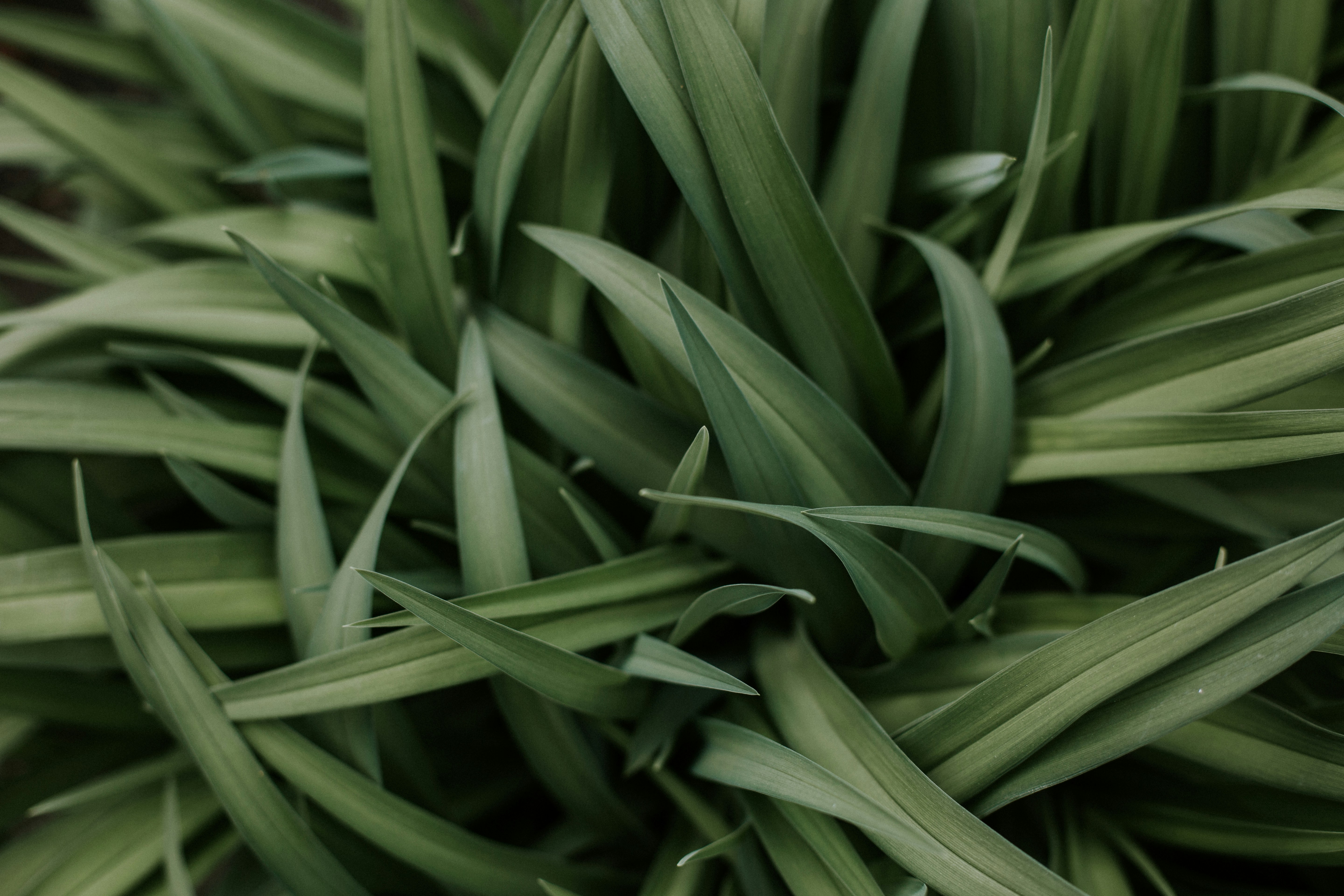 Dense Green Grass Foliage