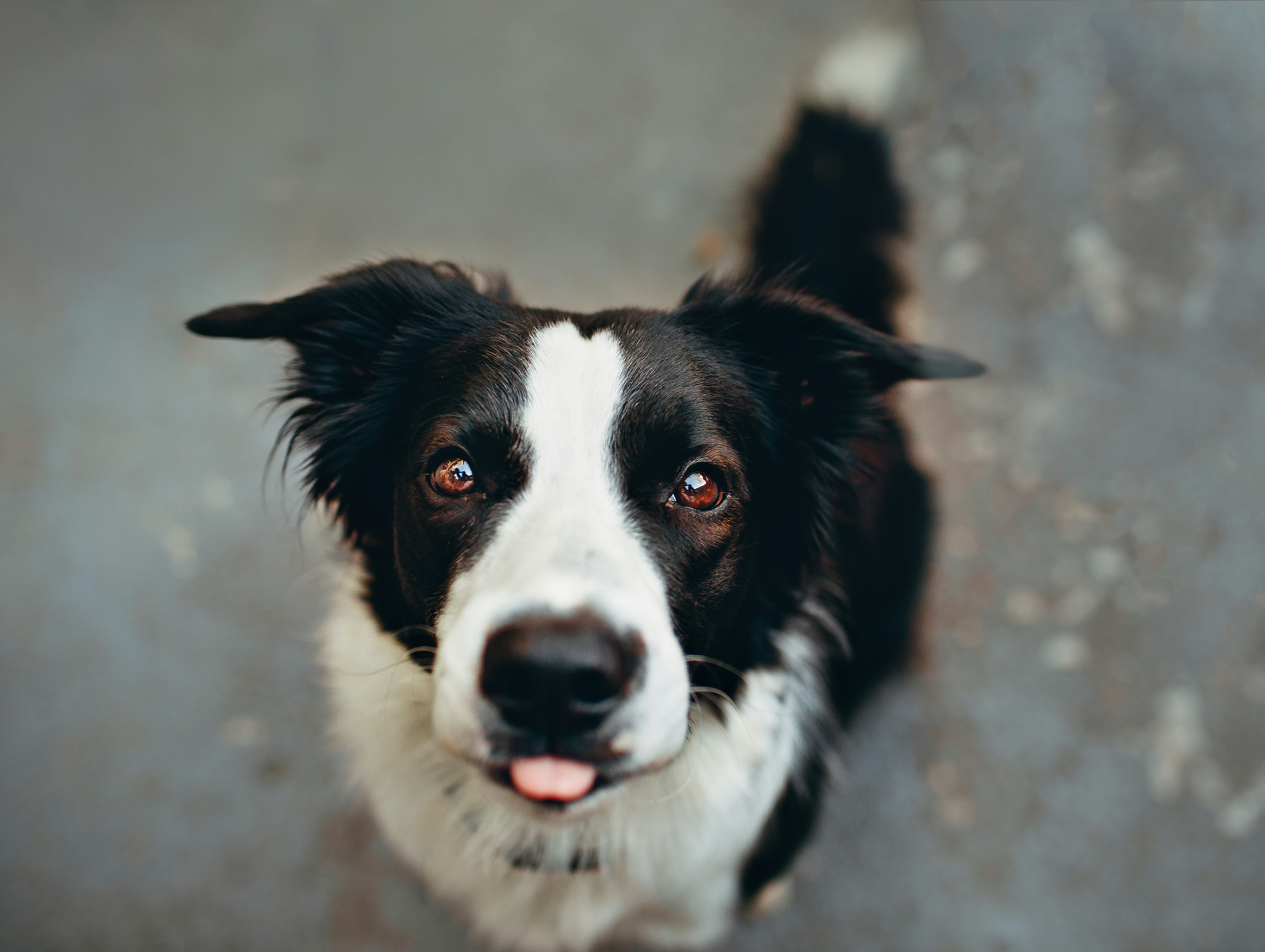 Border Collie Looking Up At Camera
