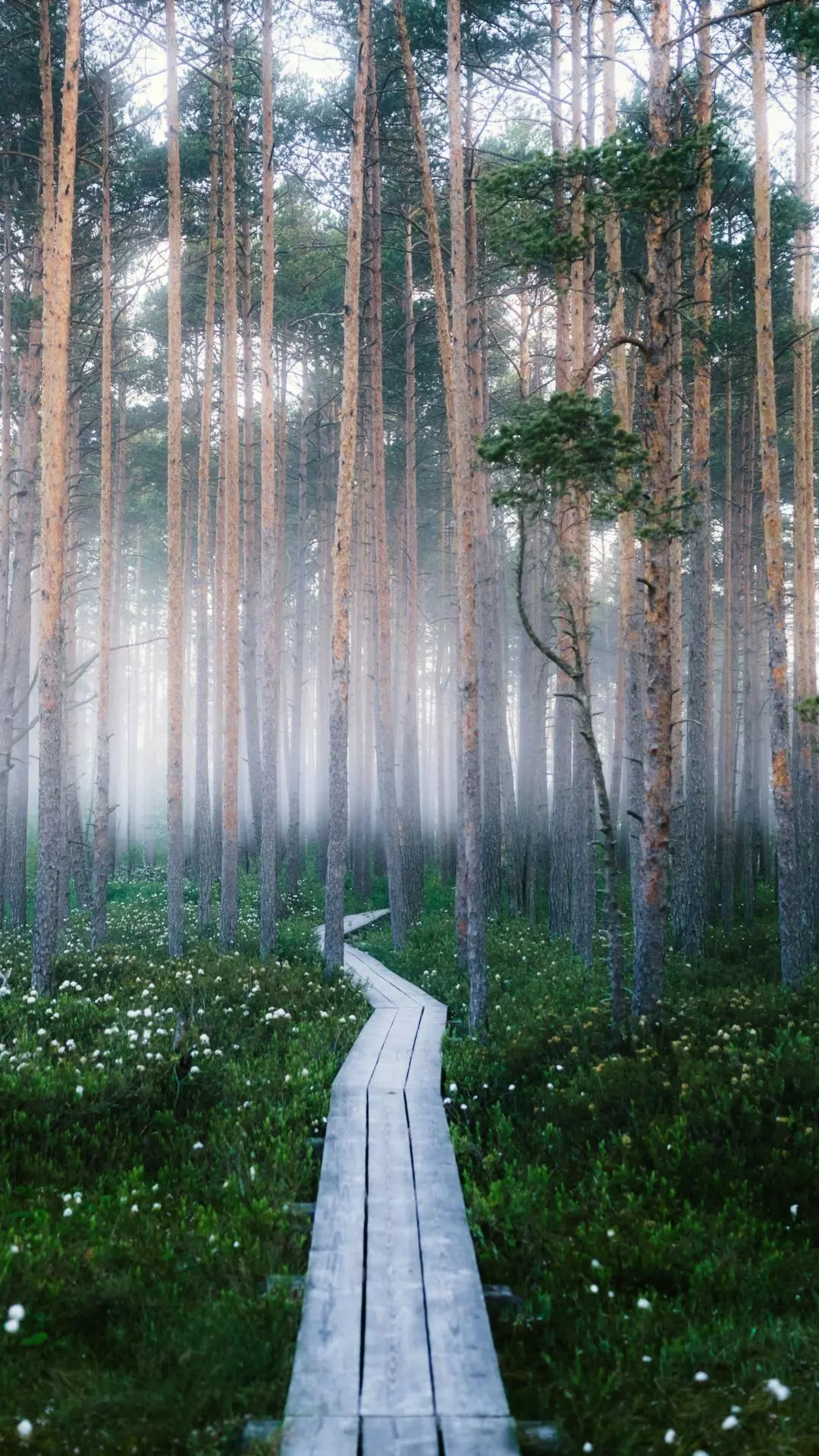 Wallpapers