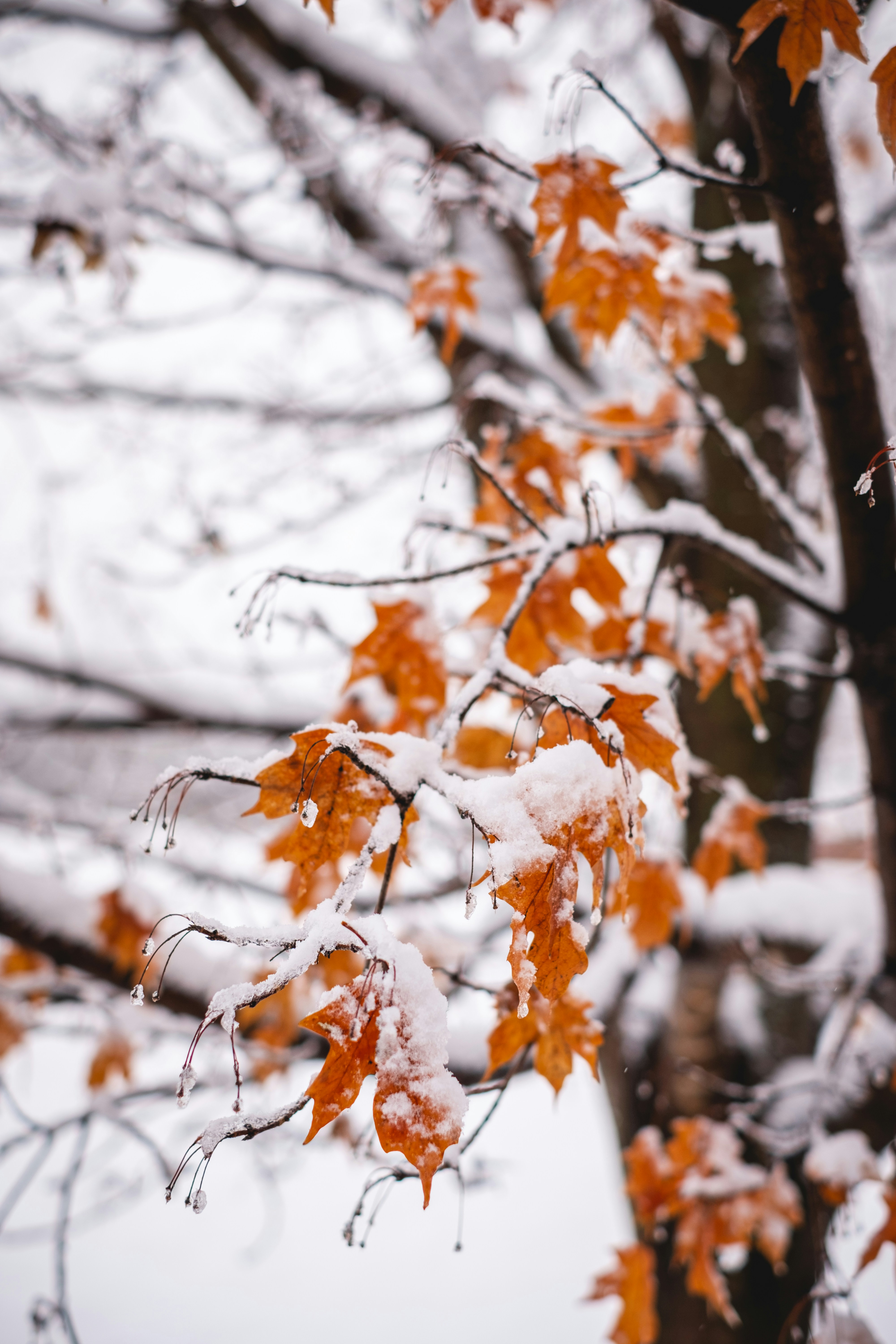 Snow-Covered Orange Maple Leaves