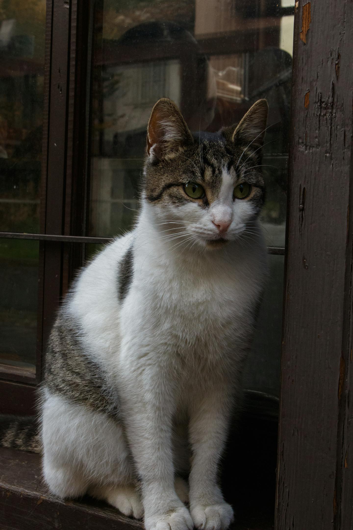 Tabby White Cat on Windowsill