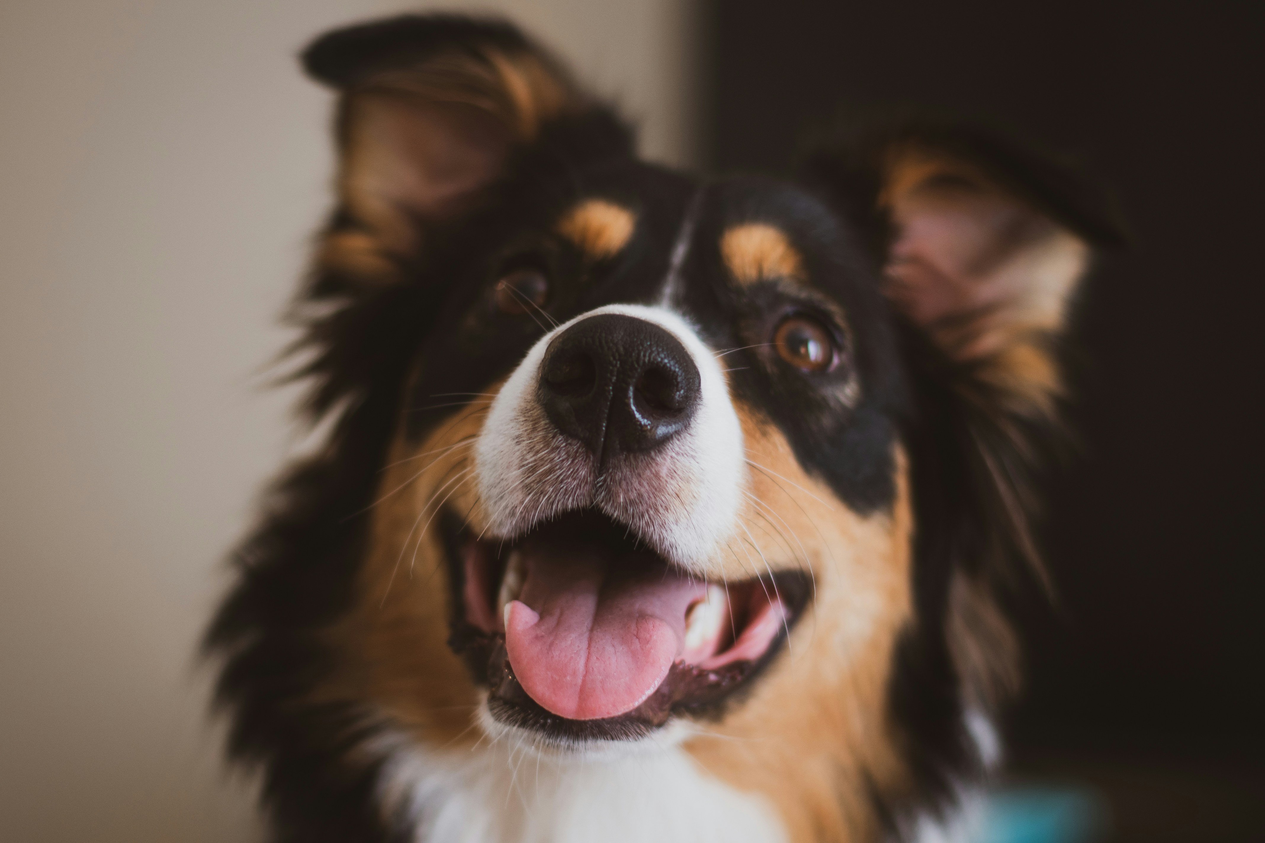 Happy Australian Shepherd Close Up