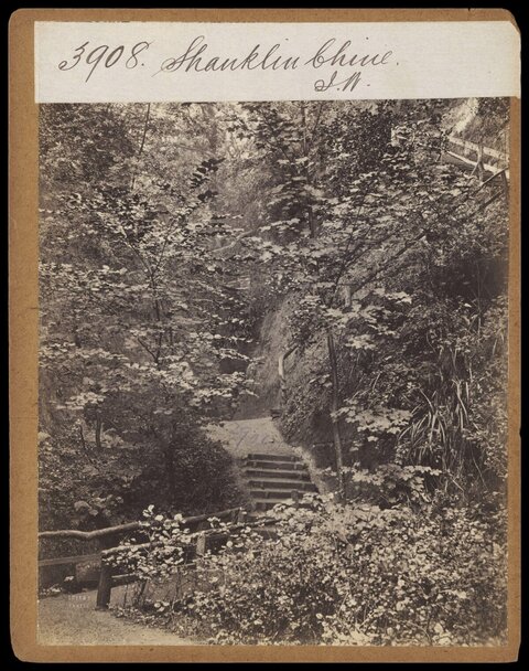 Shanklin Chine Woodland Path