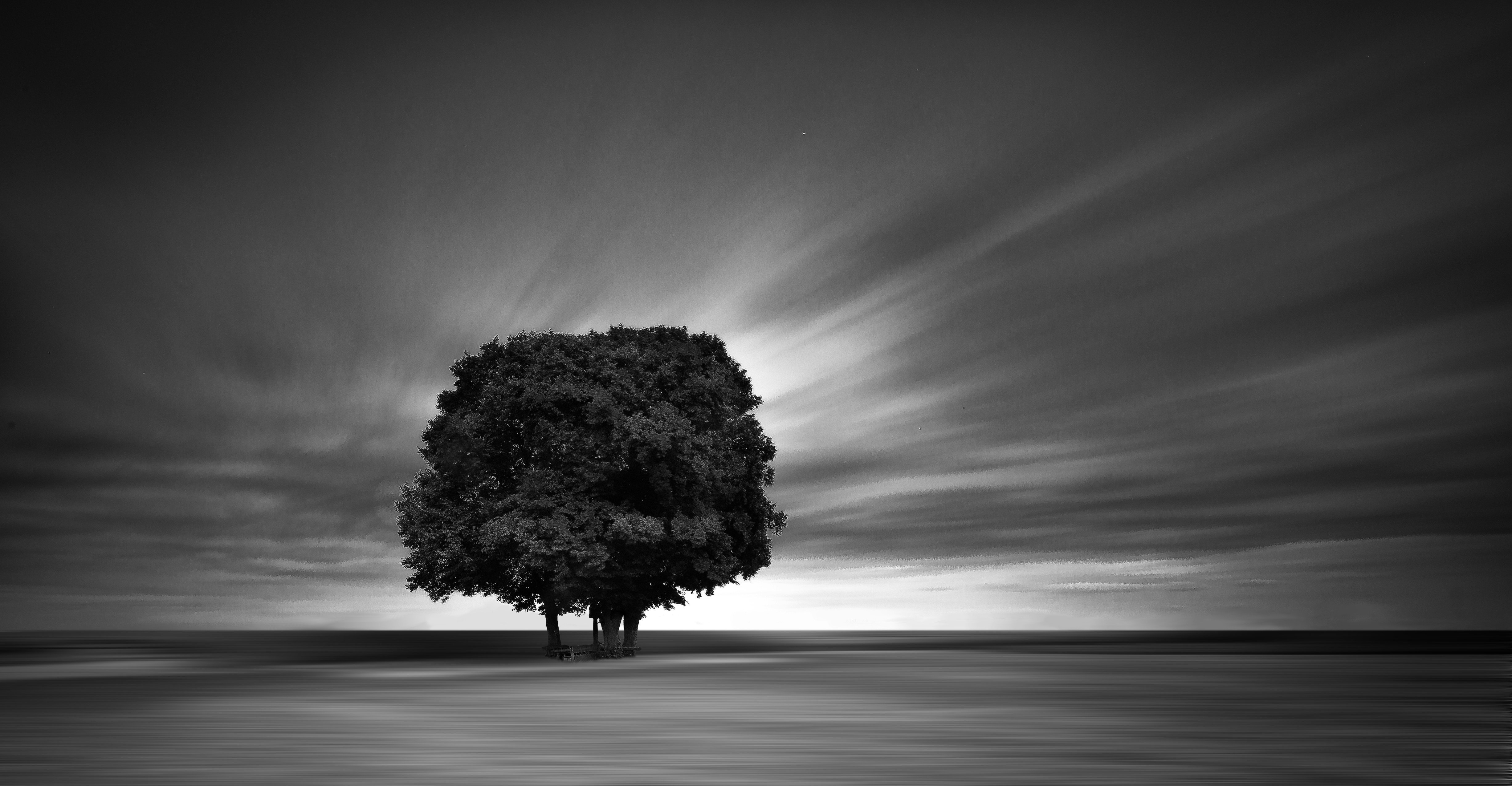 Lone Tree on Calm Water