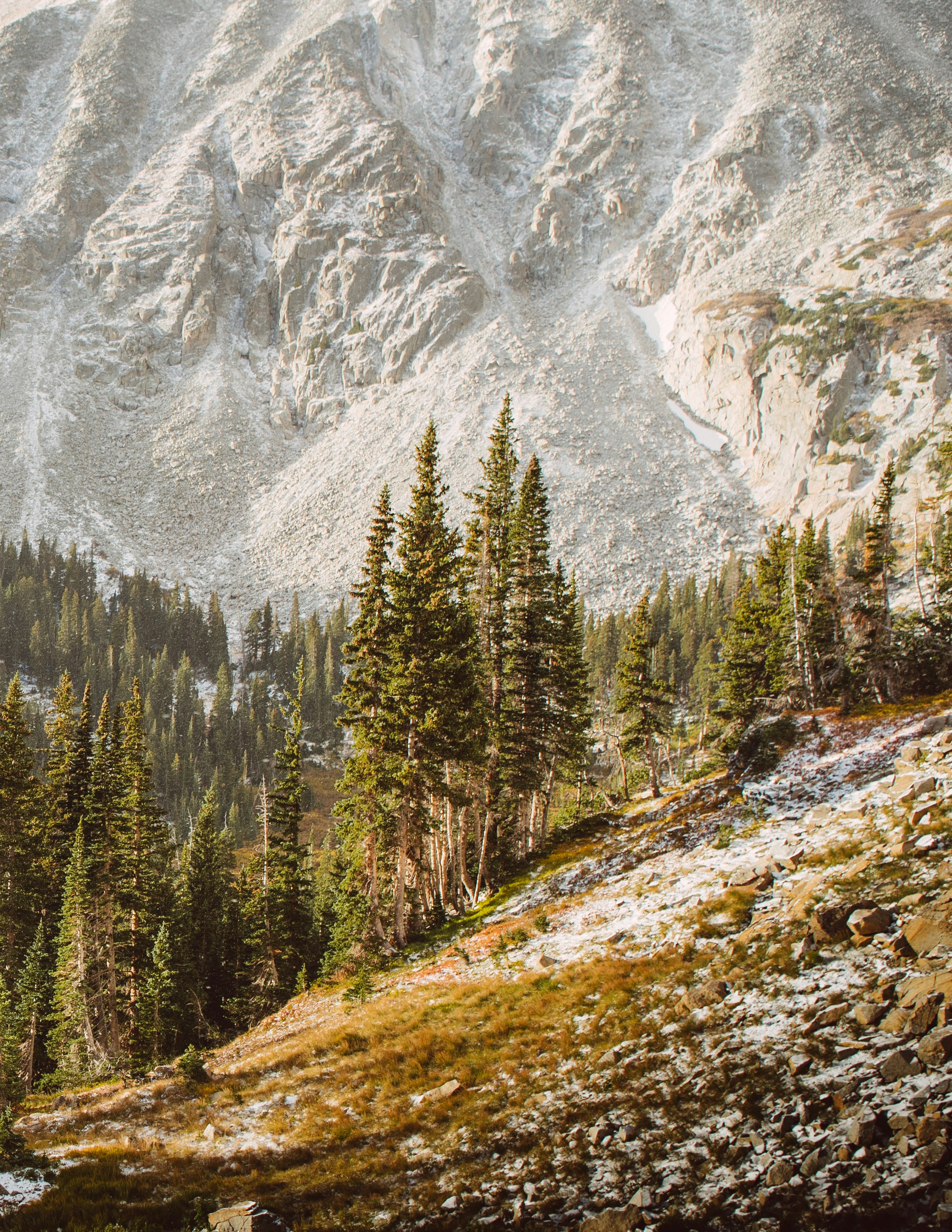 Snow-dusted Alpine Mountain Forest