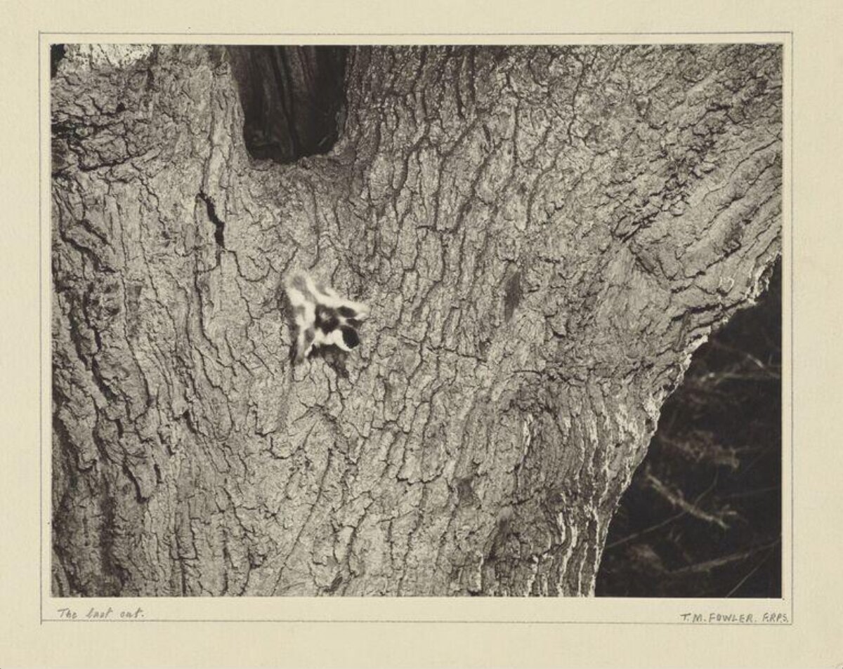 The Last Cat on Tree Trunk