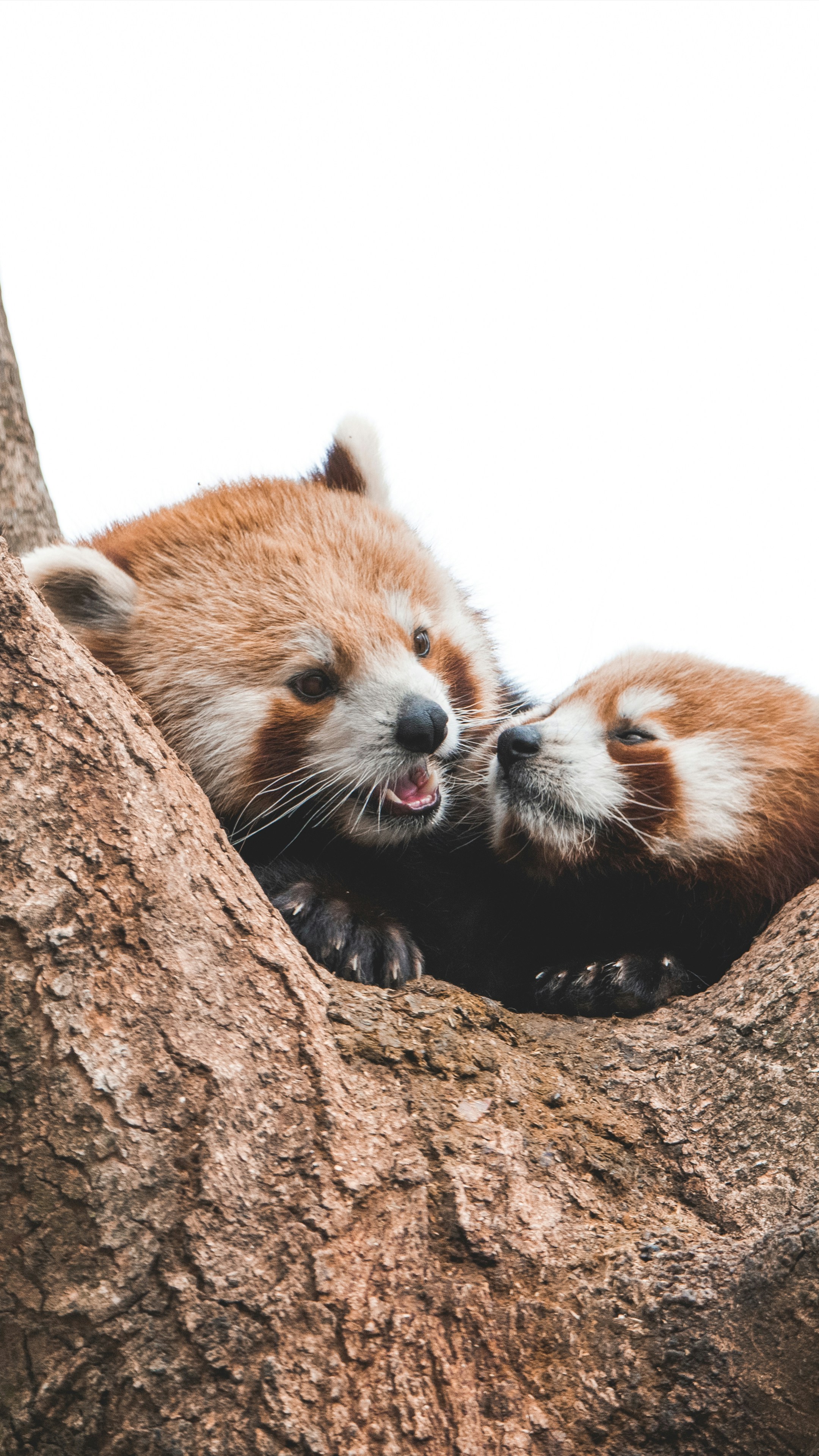 Two Red Pandas Resting on Tree
