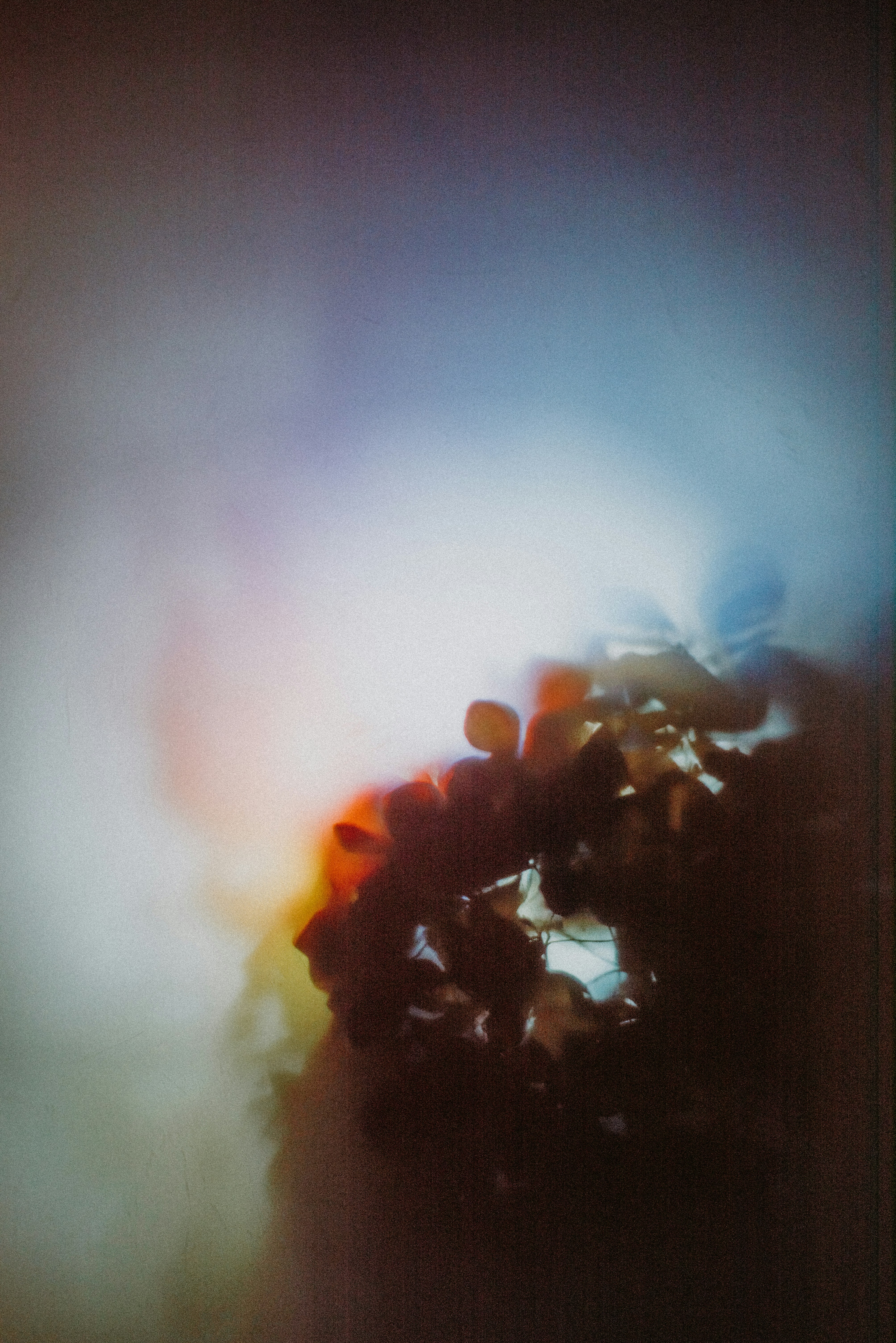 Backlit Shadow of Plant Leaves