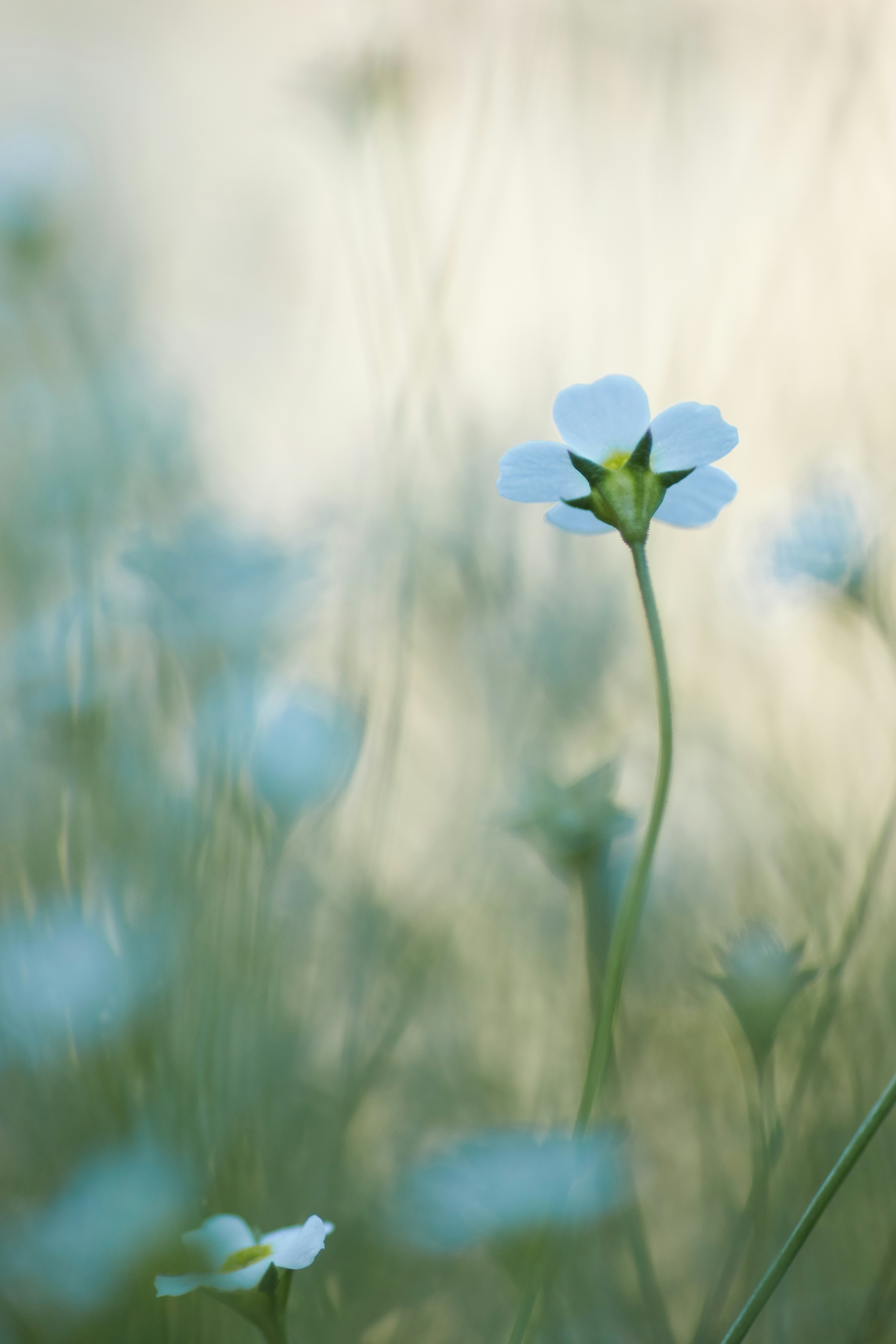 White Wildflower in Soft Focus Meadow
