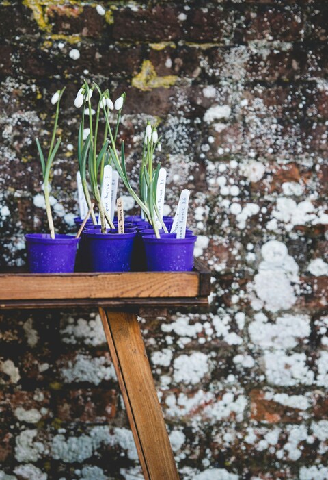 Potted Snowdrops On Wooden Table