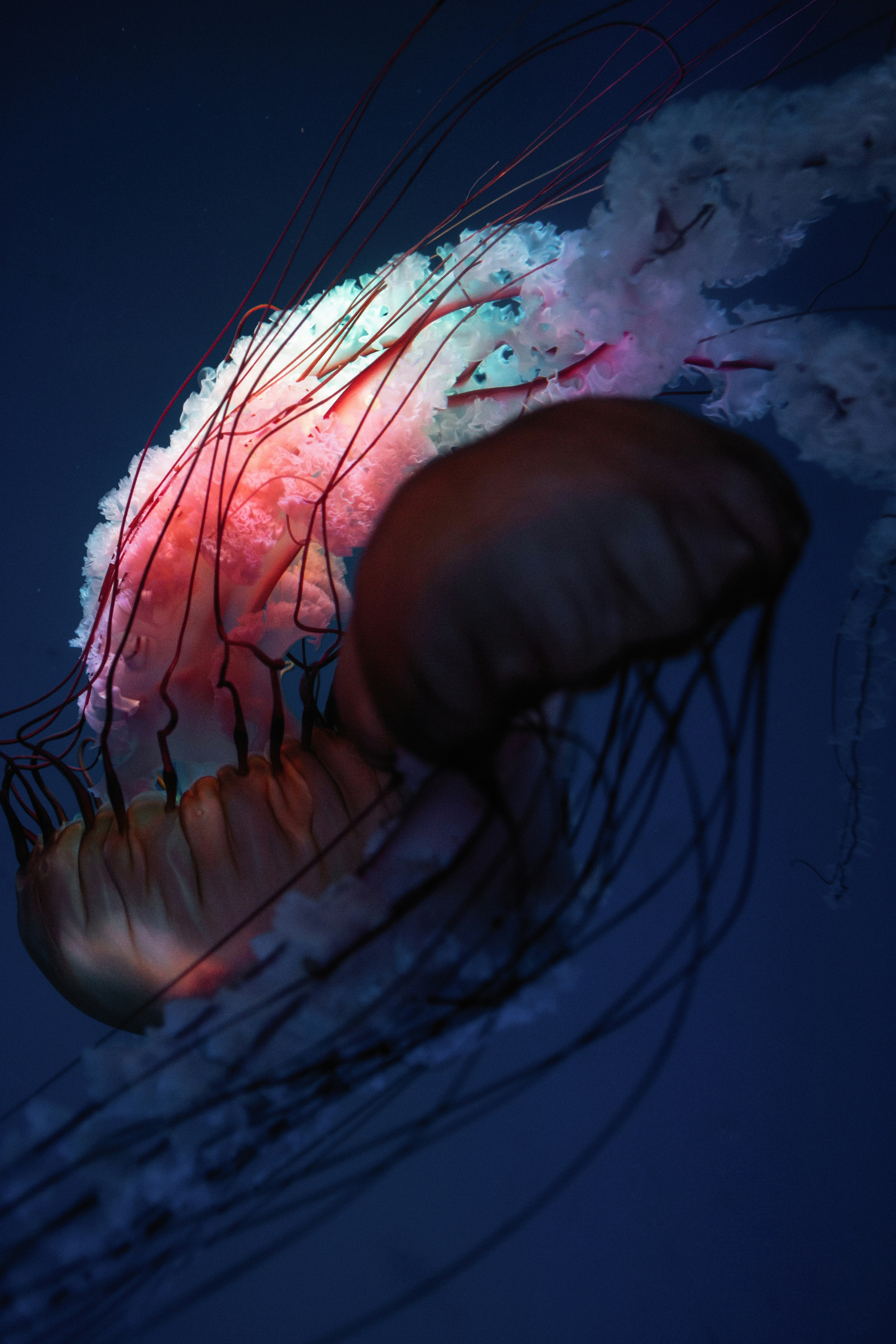 Glowing Jellyfish in Deep Blue Water