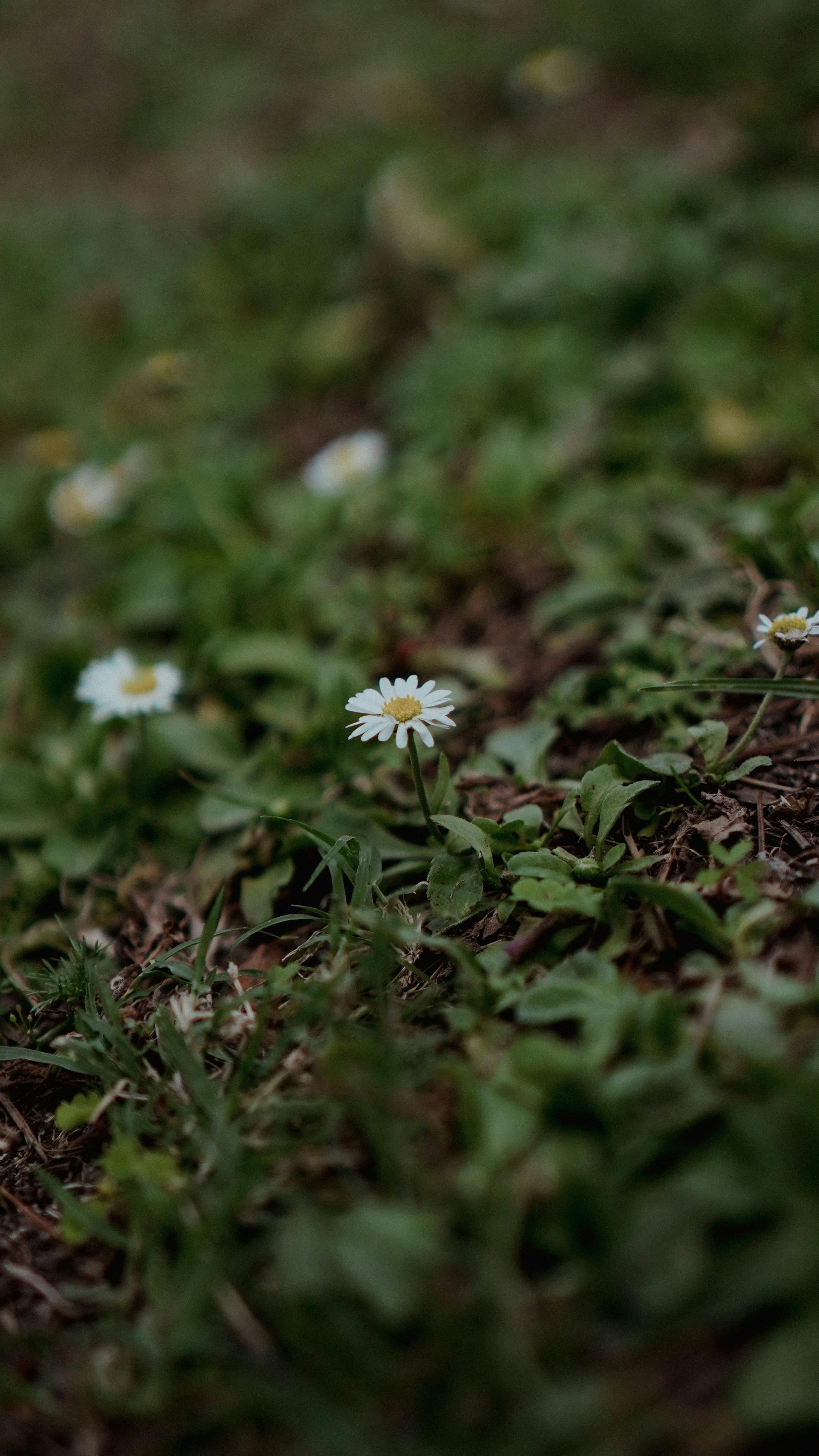Small Daisies Growing in Grass