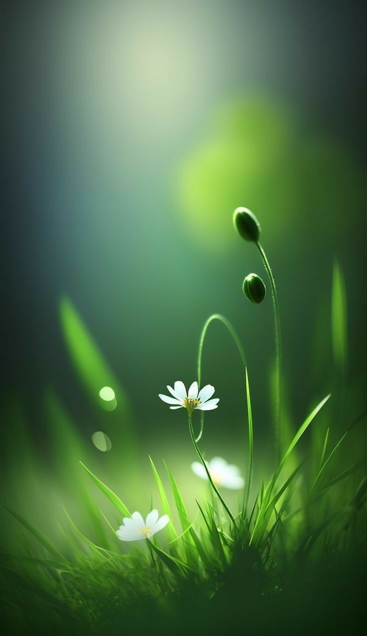 Wallpapers