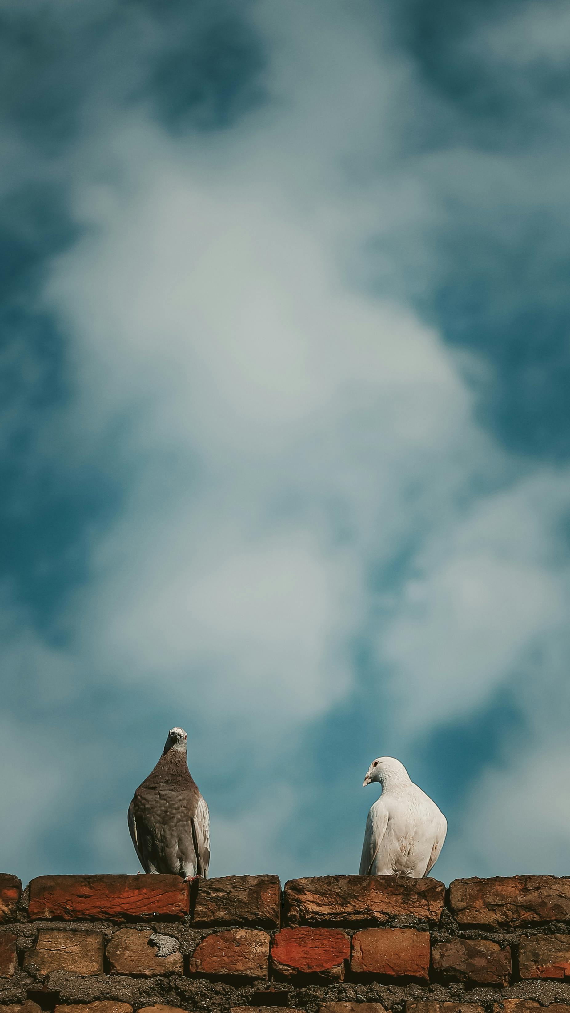 Wallpapers