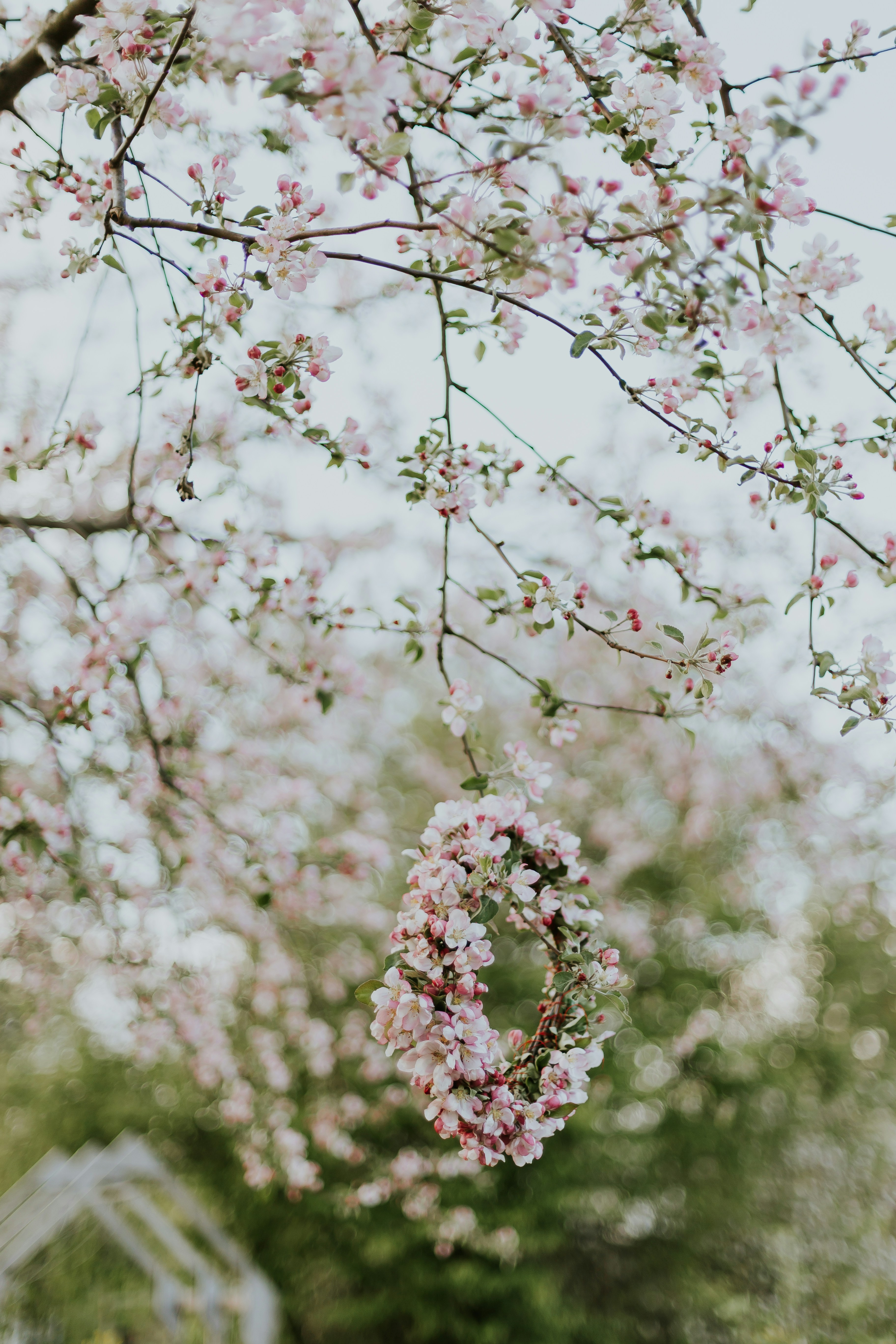 Blossom Wreath Hanging on Spring Branches