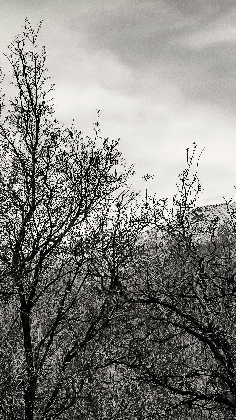 Bare Trees Against Snowy Mountain