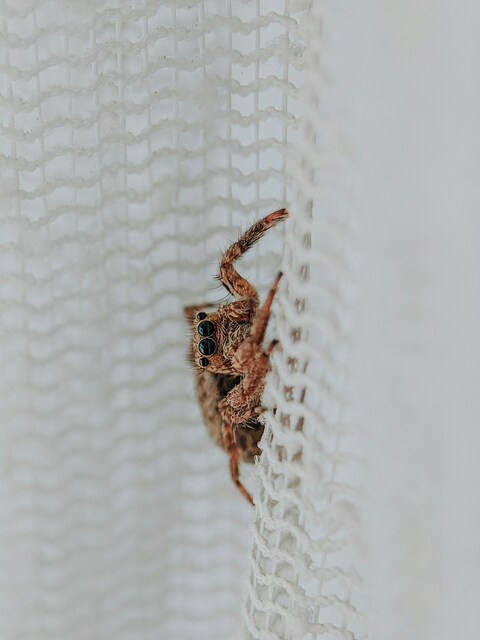 Jumping Spider on White Mesh Netting