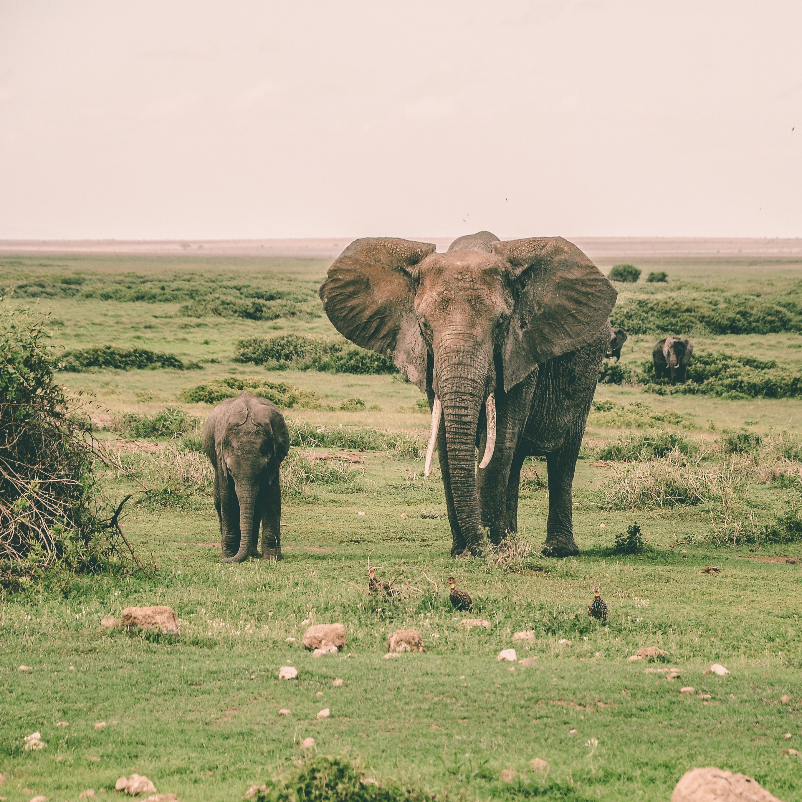 Elephants on African Savanna