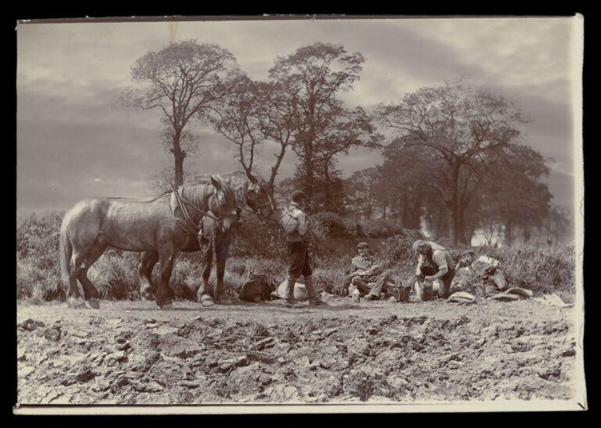 Farm Workers Resting with Working Horses