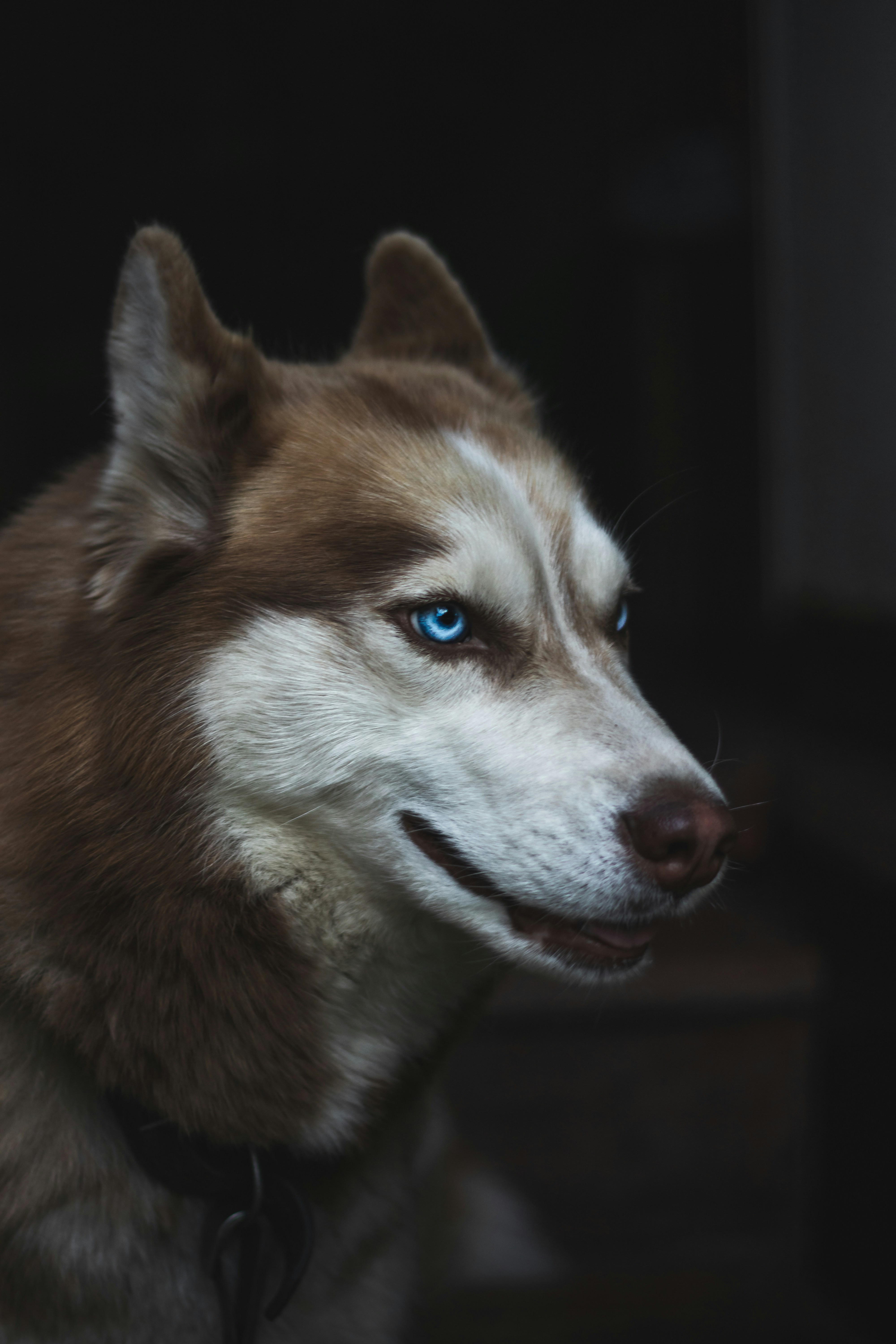 Close-up Portrait of Brown Husky
