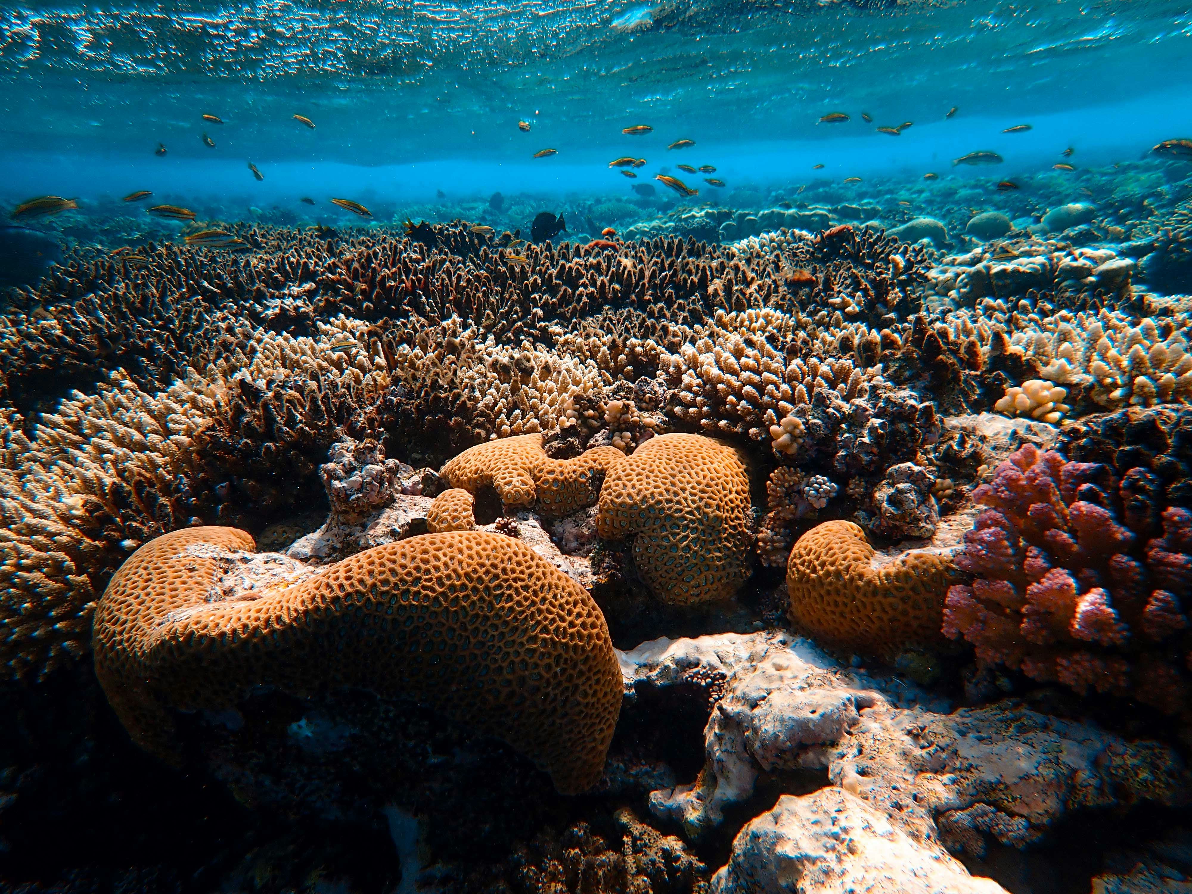 Underwater Coral Reef Landscape — Scenery Wallpapers