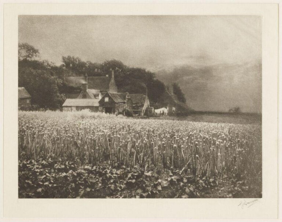 Village Farm with Onion Field