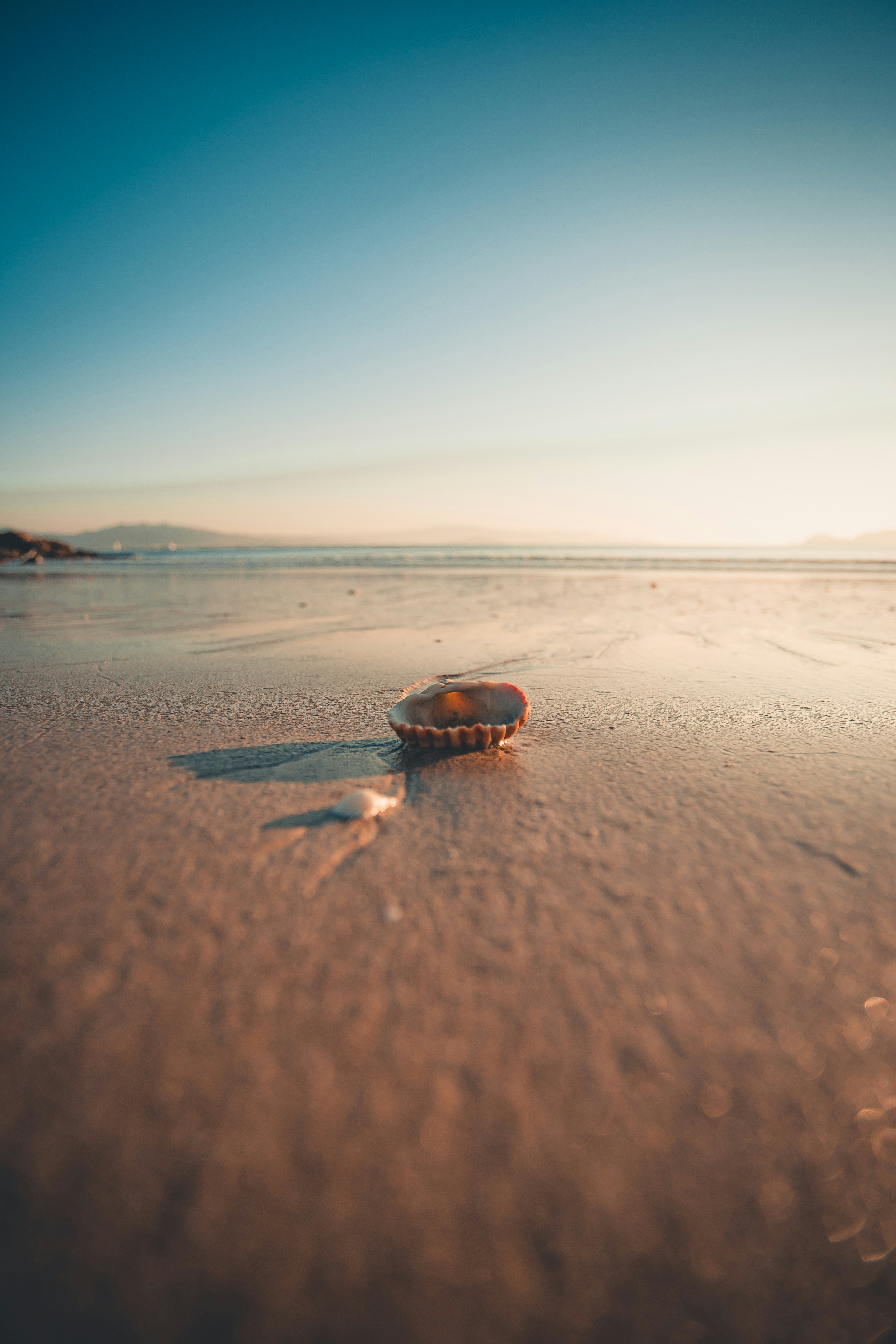 Seashell on Sandy Beach