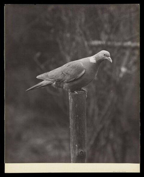 Pigeon Perched on Wooden Post