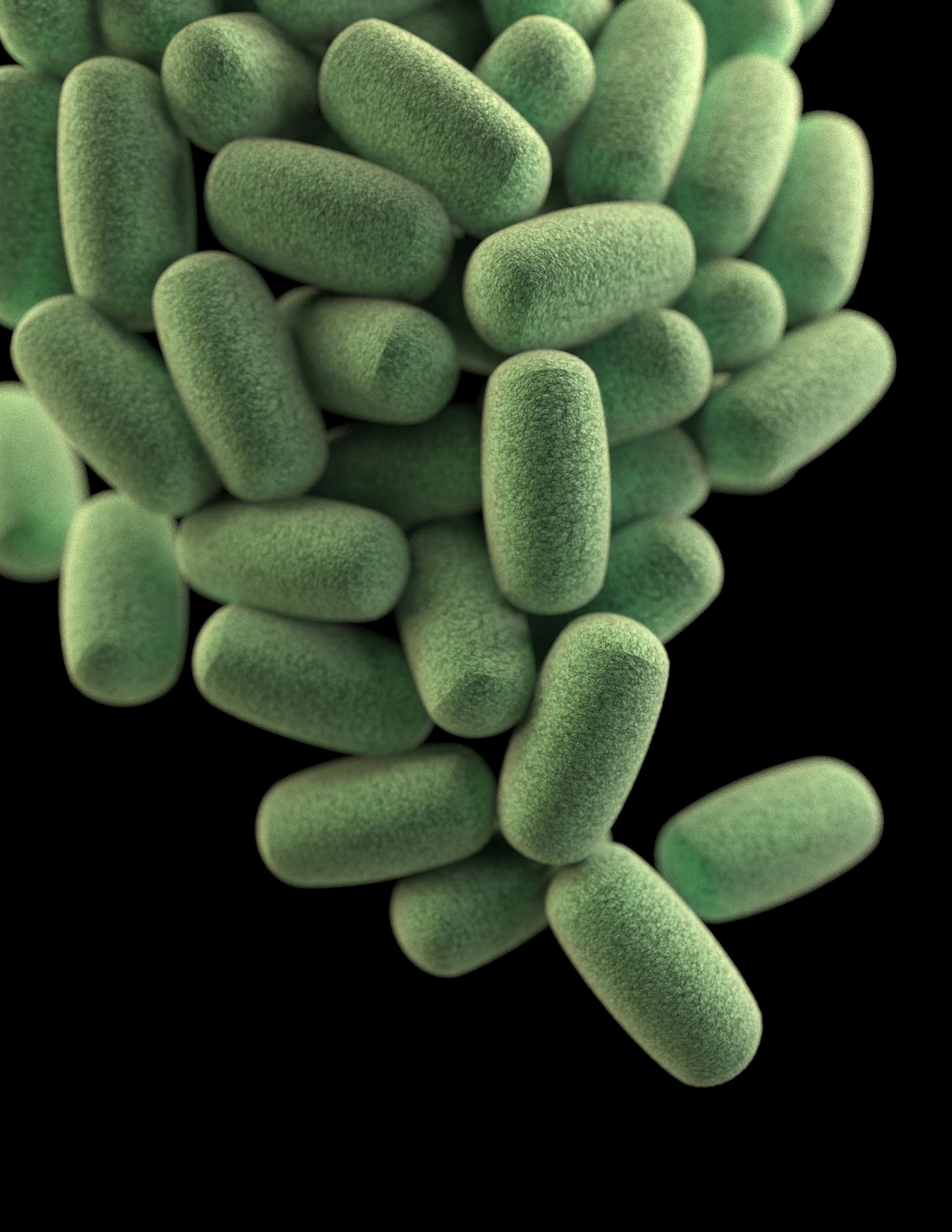 Rod-shaped Bacteria Microscopic Image